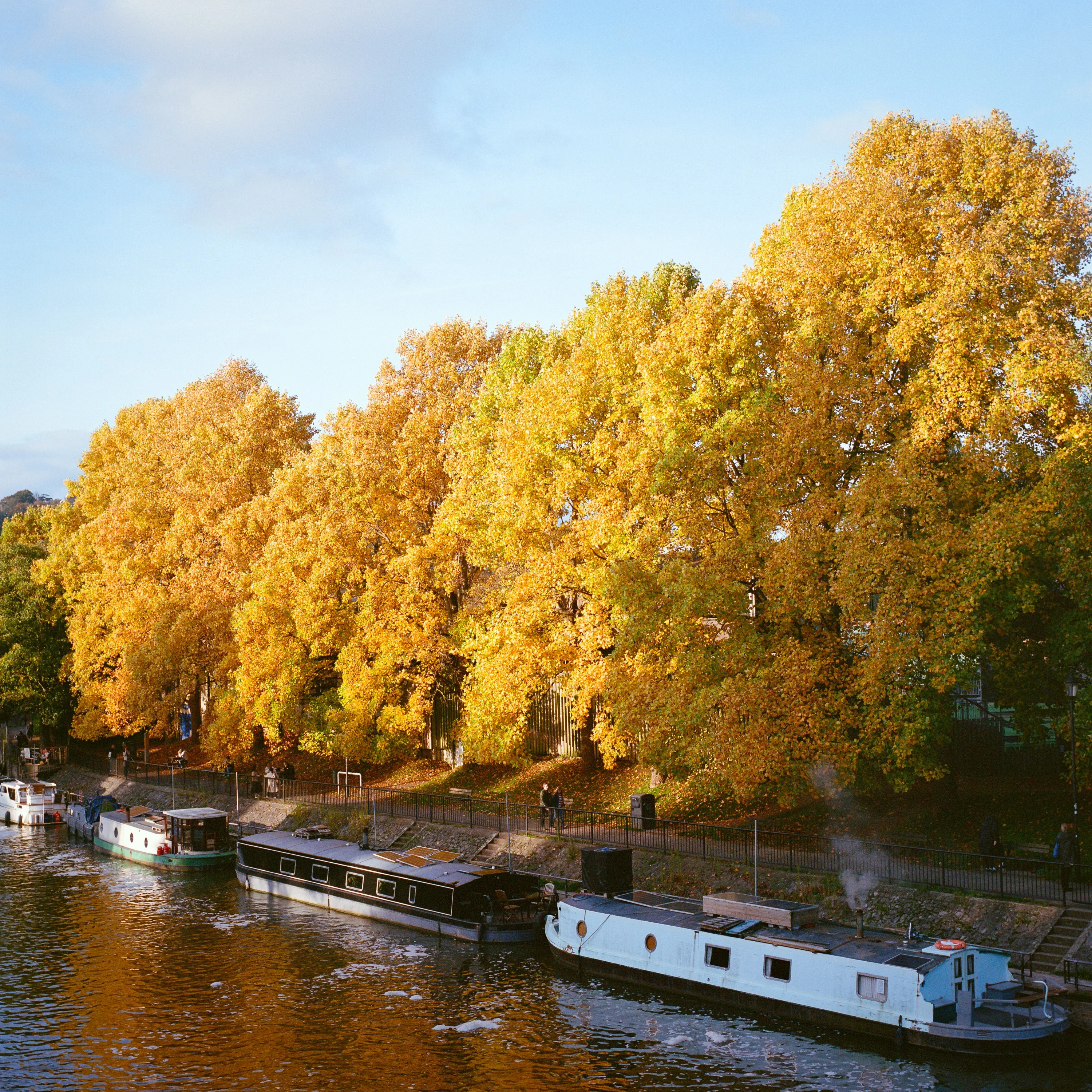 Yellow autumn trees over narrowboats on a canal