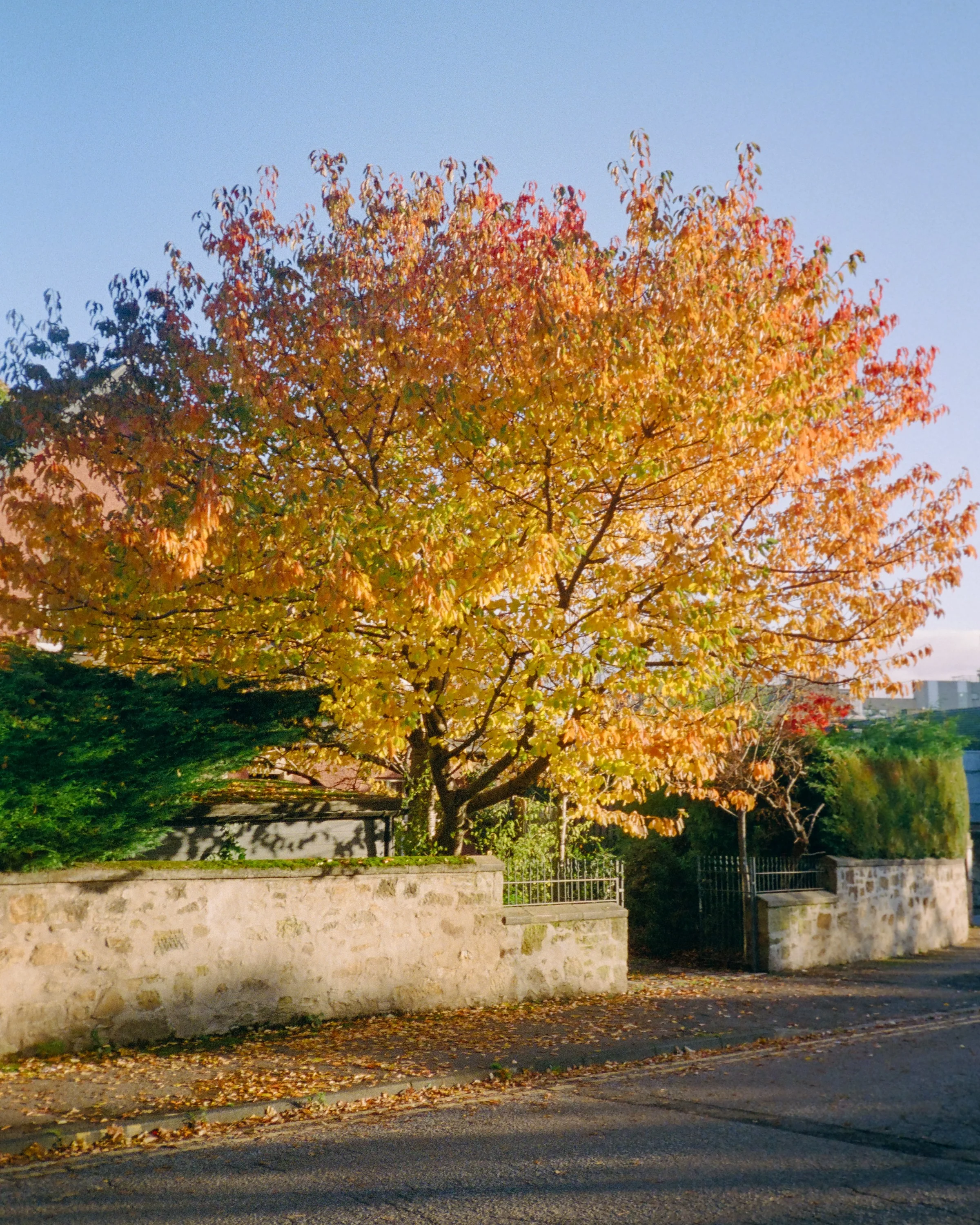 A tree in full autumn colour above a stone wall on a quiet street