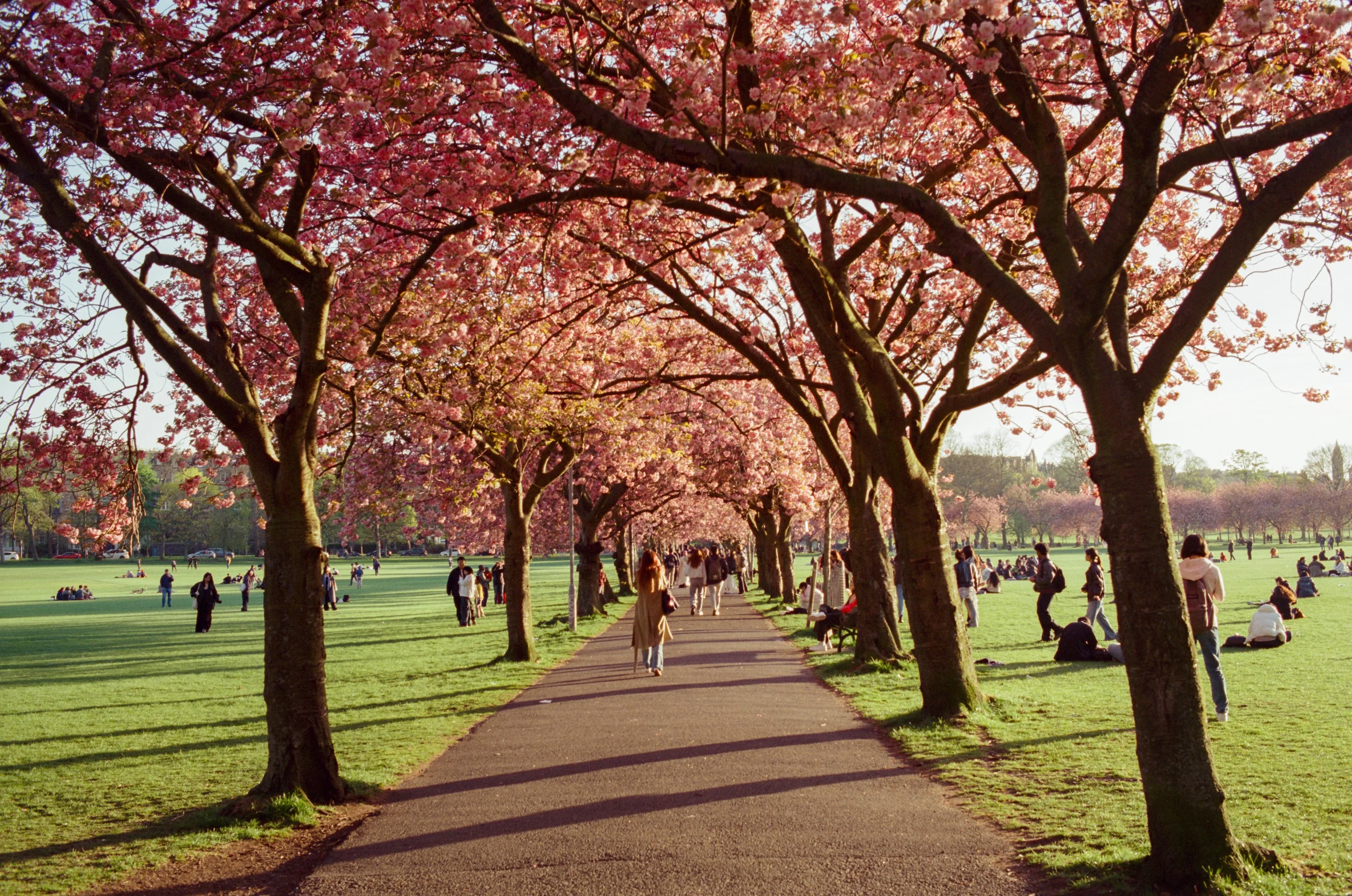 An avenue of cherry trees in blossom across the Meadows