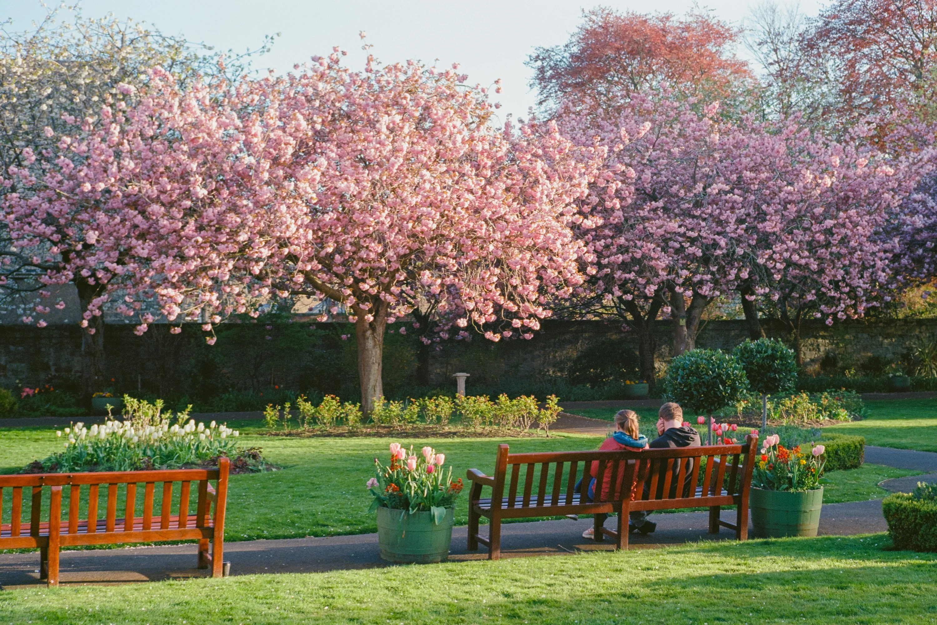 Benches beneath blossom trees in a formal garden
