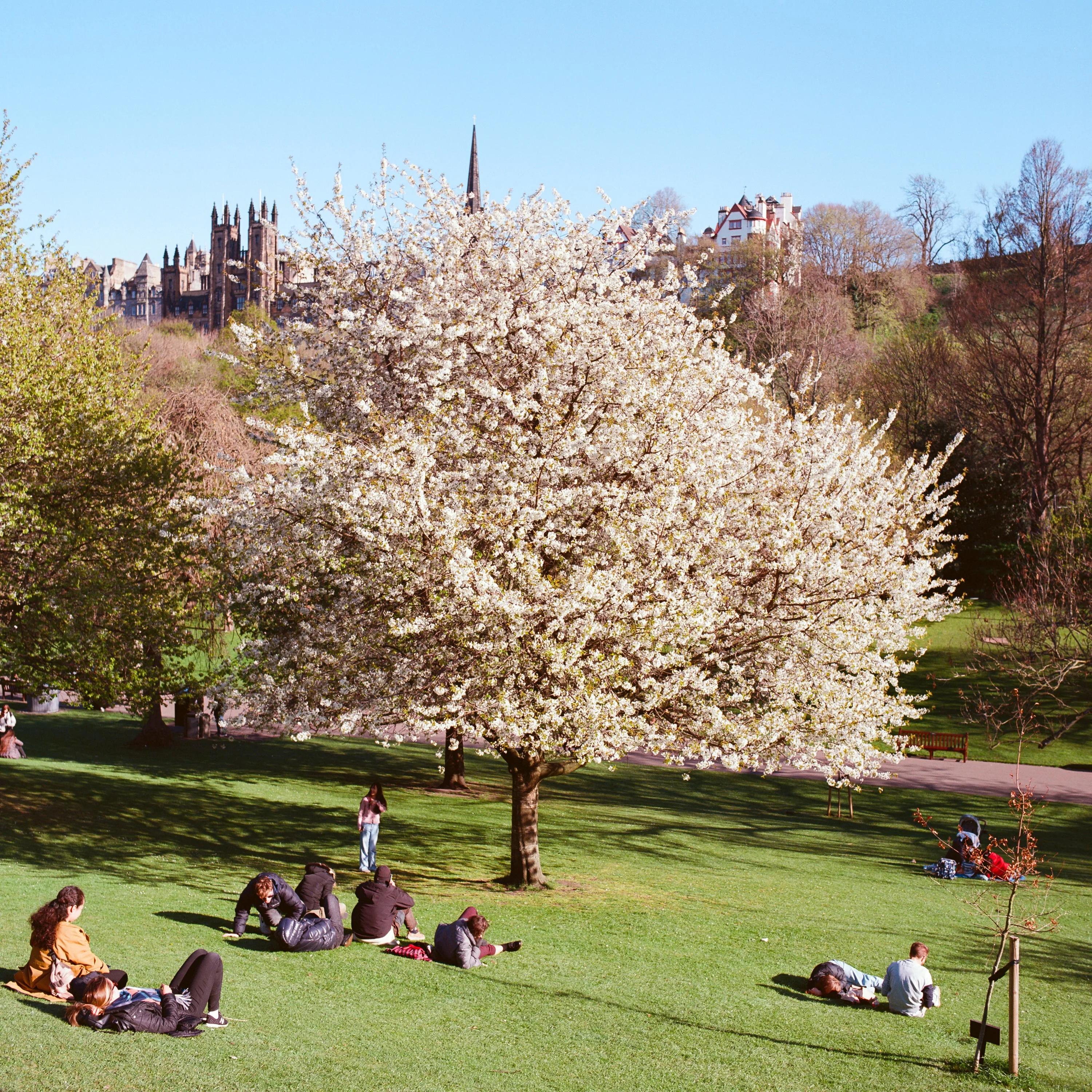 People lying on the grass under a white blossom tree, the Old Town behind