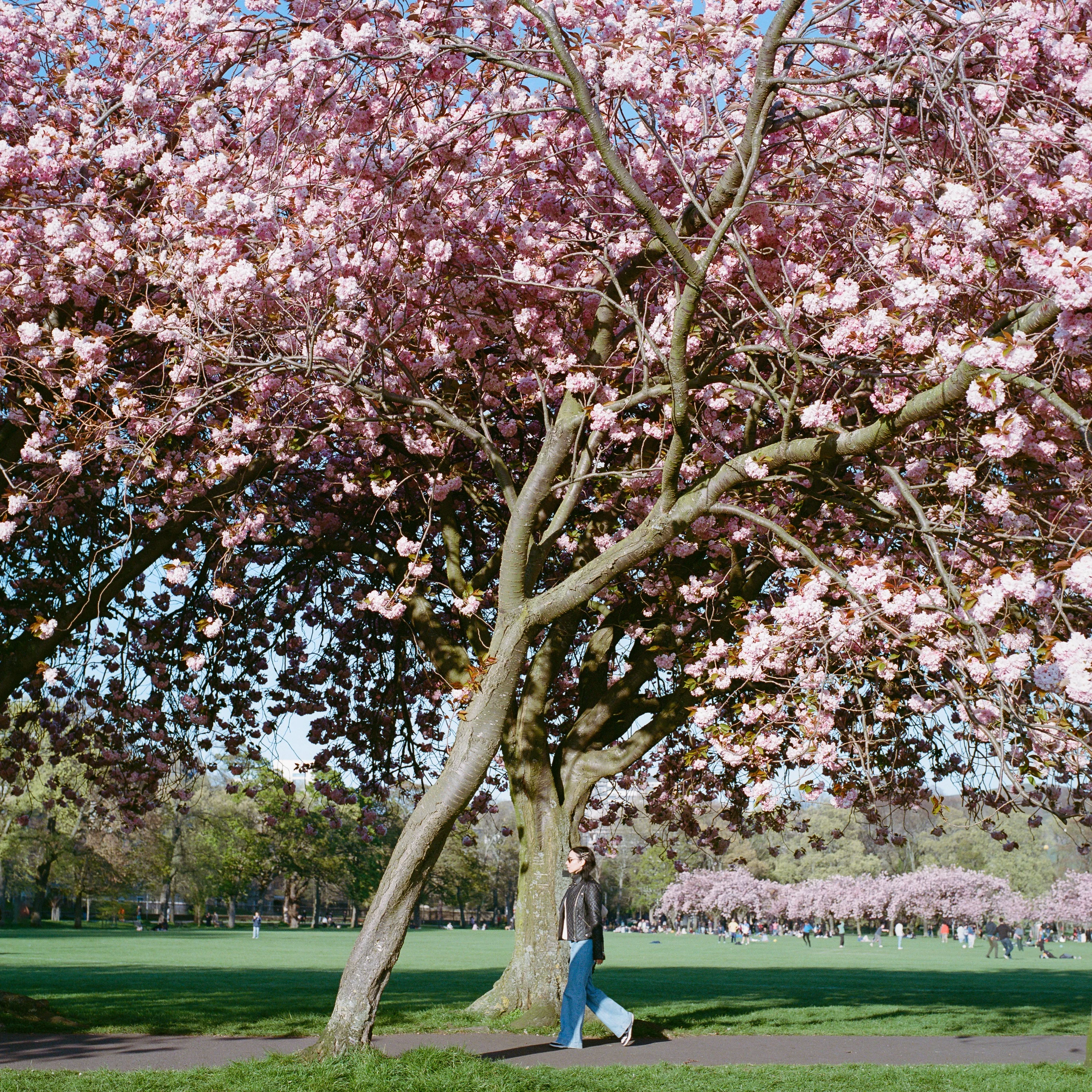 A cherry tree in full blossom in the Meadows, a woman walking past