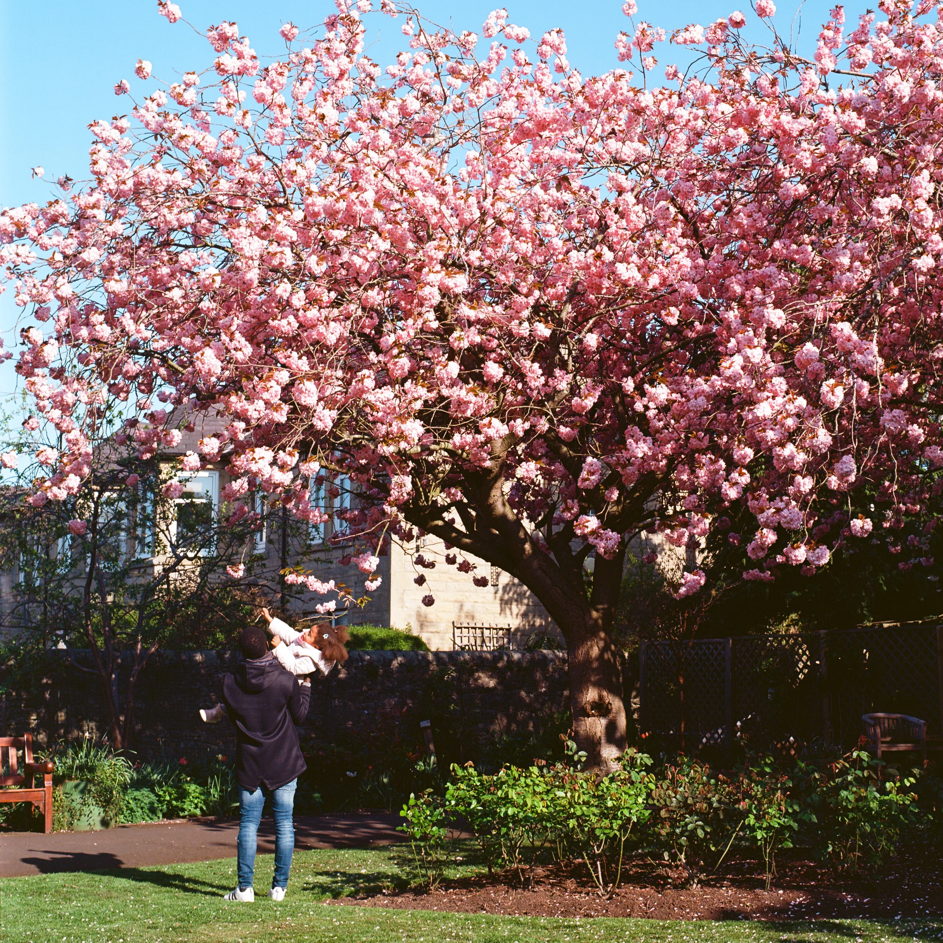 A woman photographing a cherry tree in full blossom