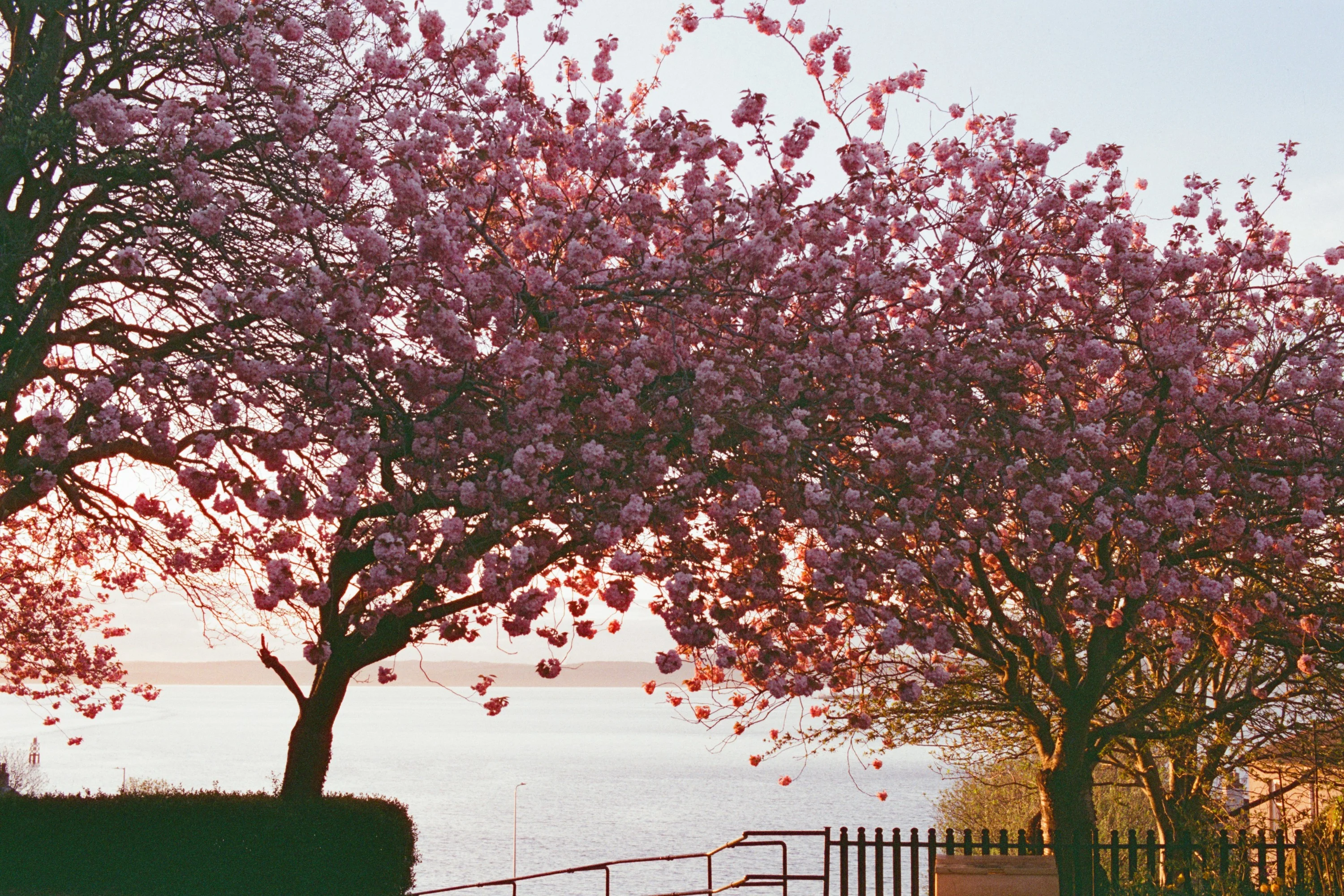 Cherry blossom trees by the shore at sunset