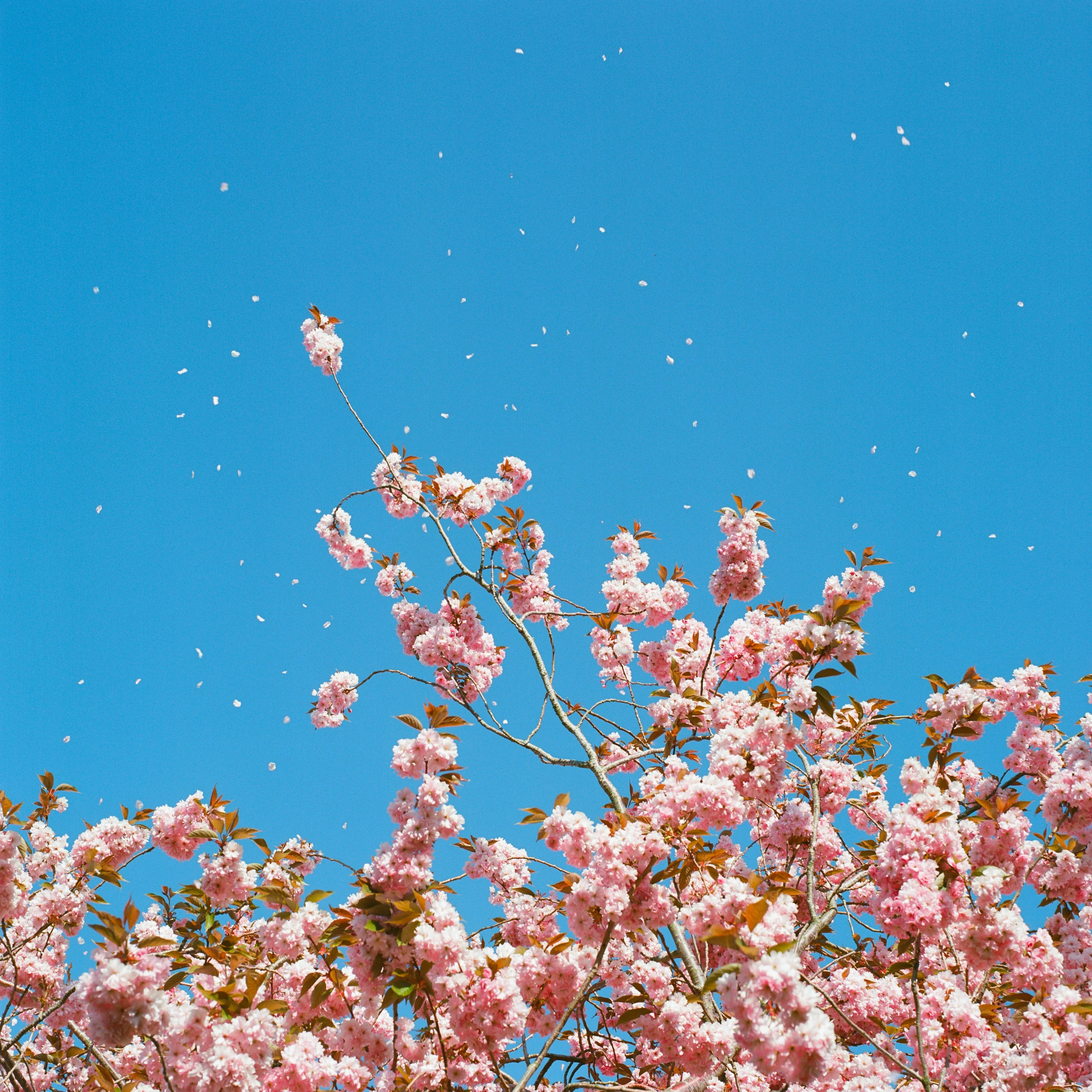 Pink cherry blossom against a deep blue sky, petals falling