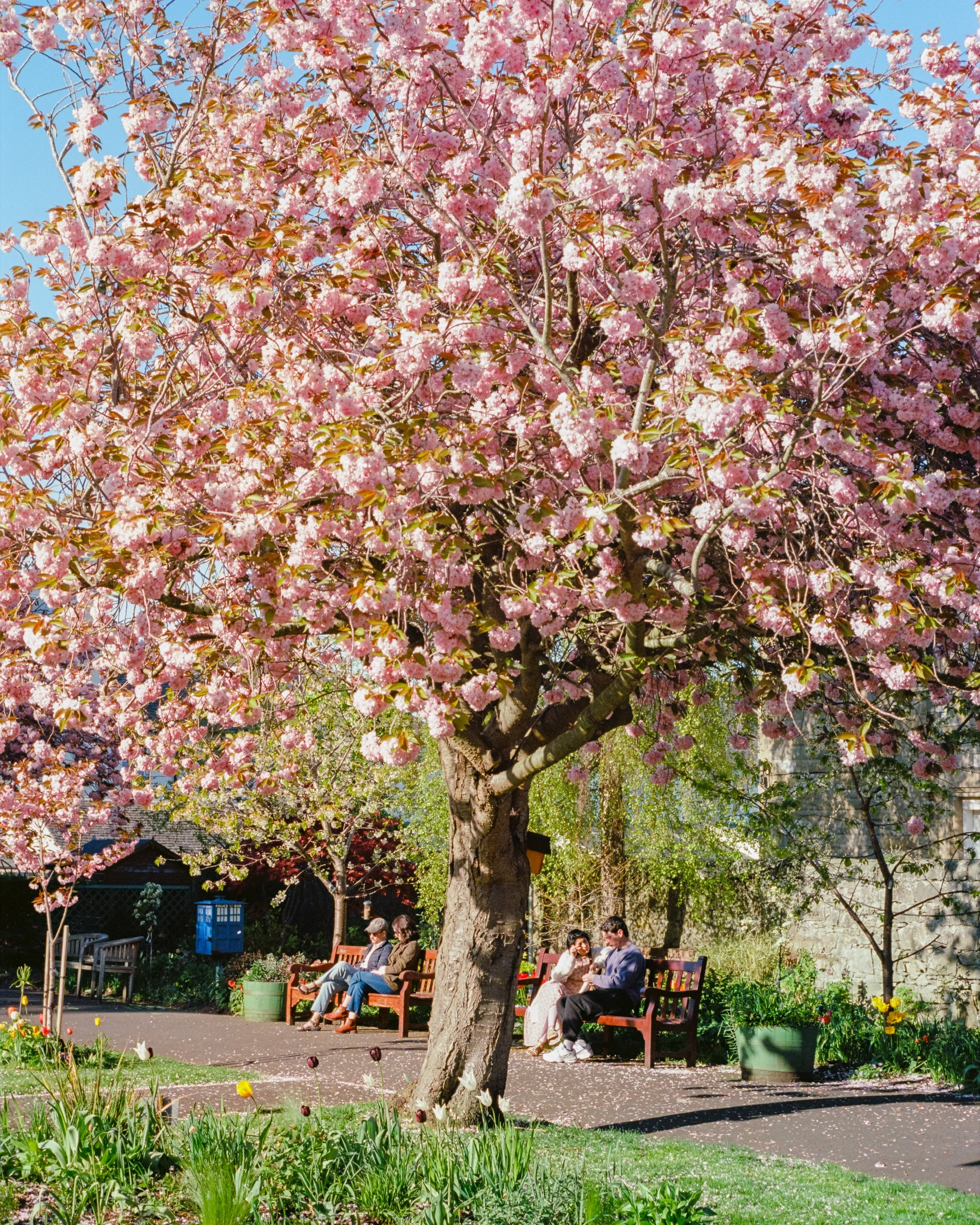 A cherry tree in full blossom over a path, people on benches