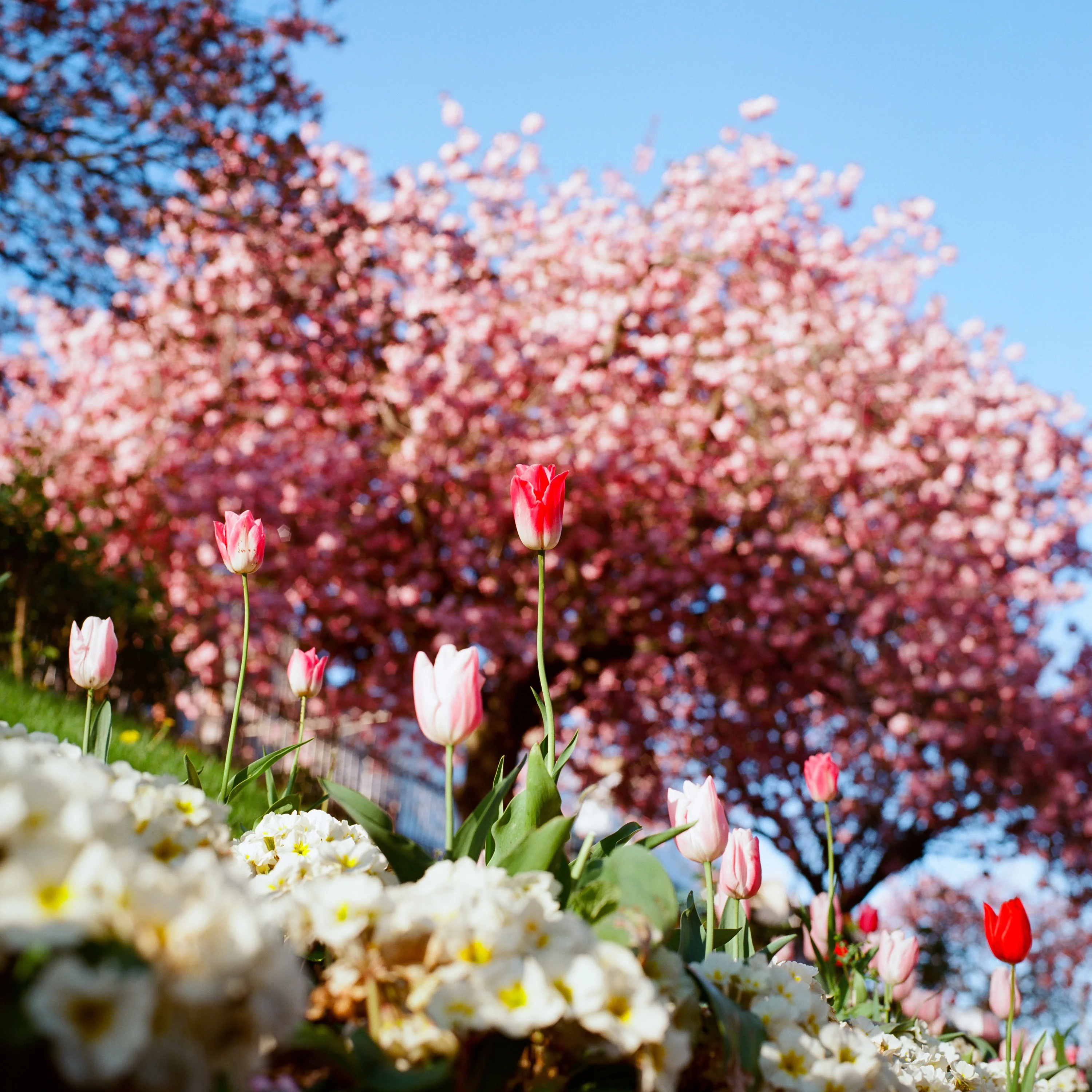 Pink blossom above tulips and primroses