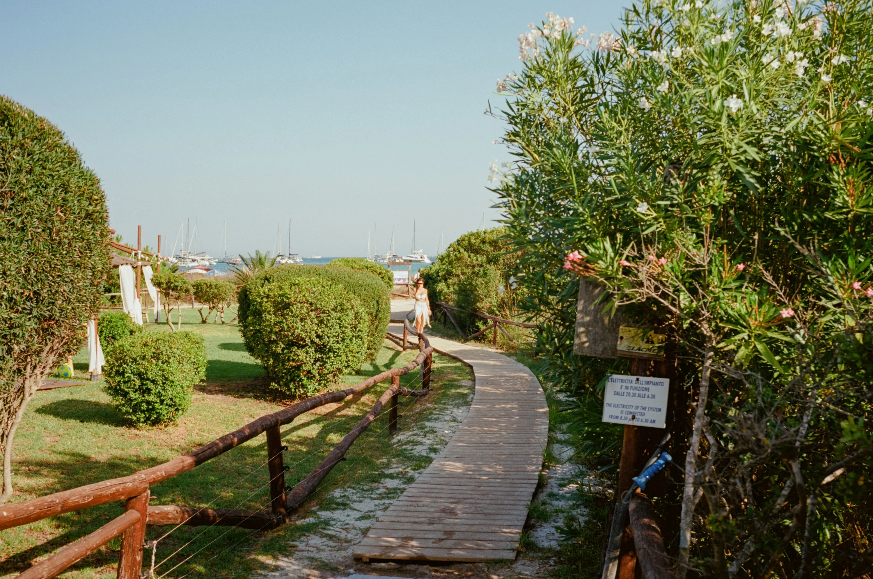 A wooden boardwalk between oleanders