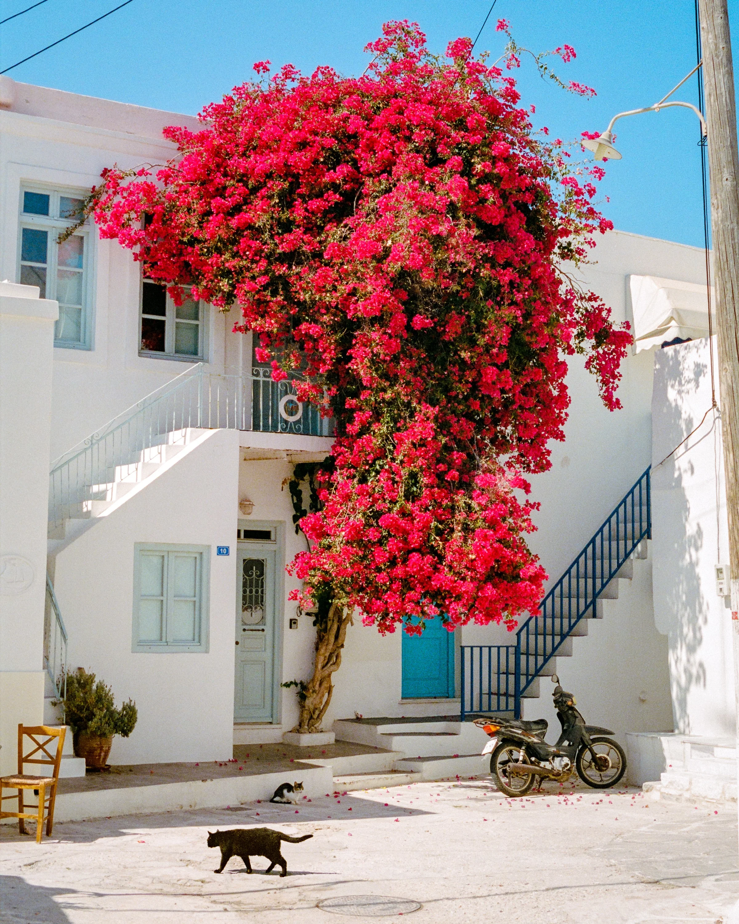 A white house with blue stairs under a huge pink bougainvillea, with a black cat crossing the square