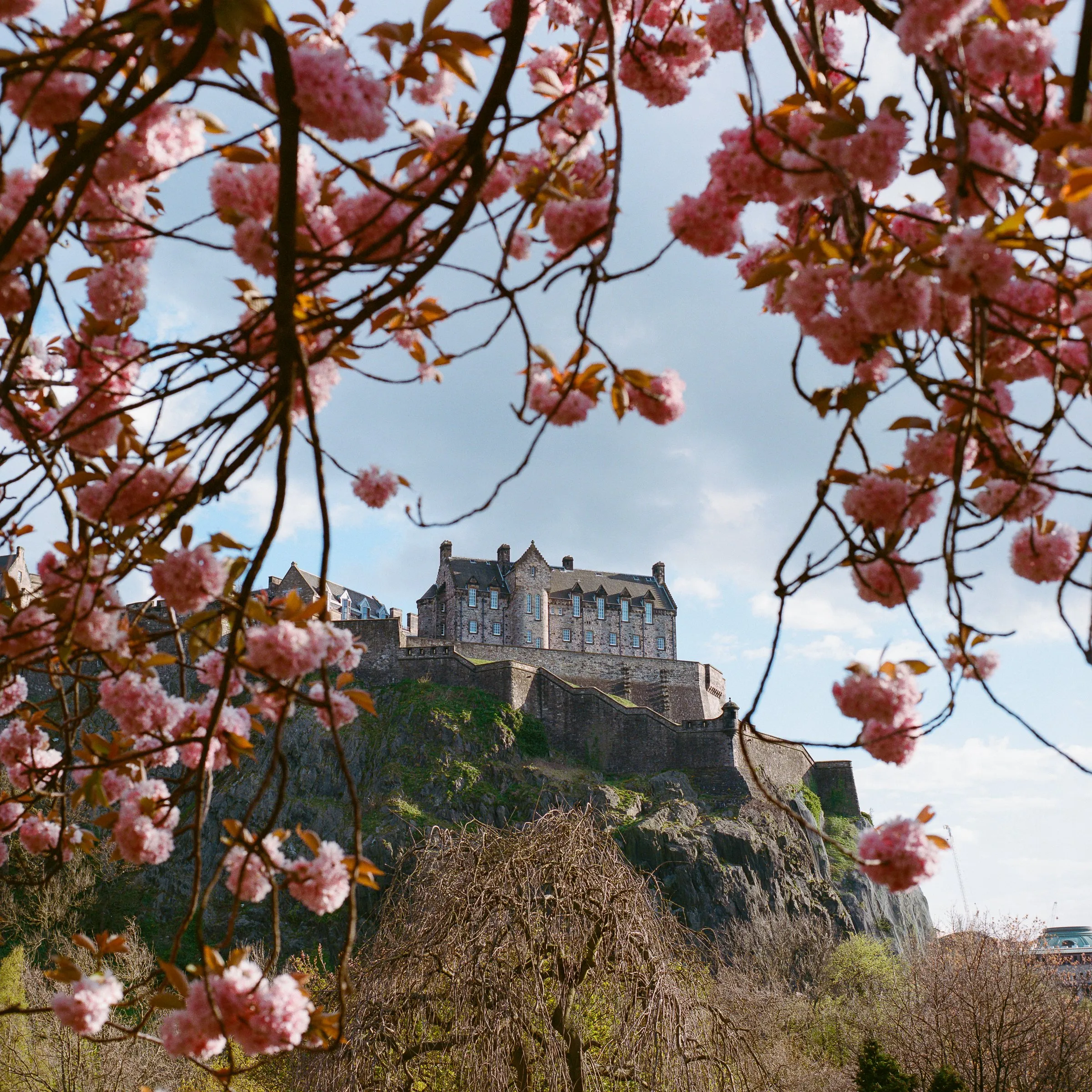 Edinburgh Castle framed by pink cherry blossom