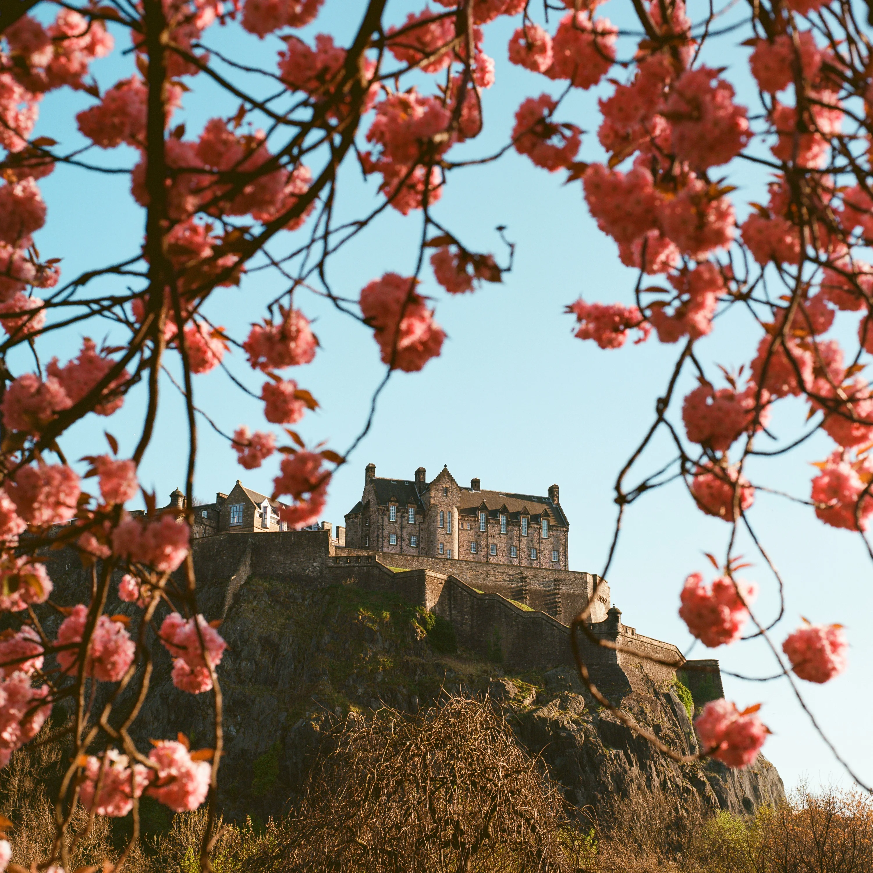 Edinburgh Castle framed by pink blossom