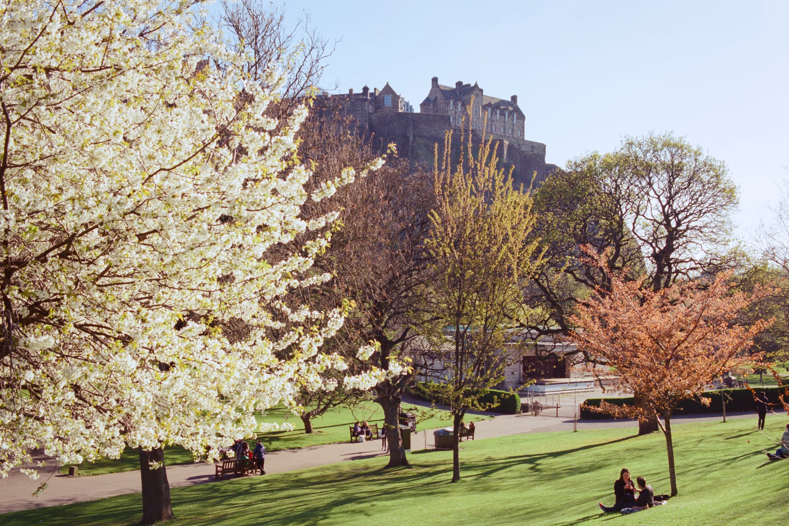 White blossom in Princes Street Gardens with the castle behind