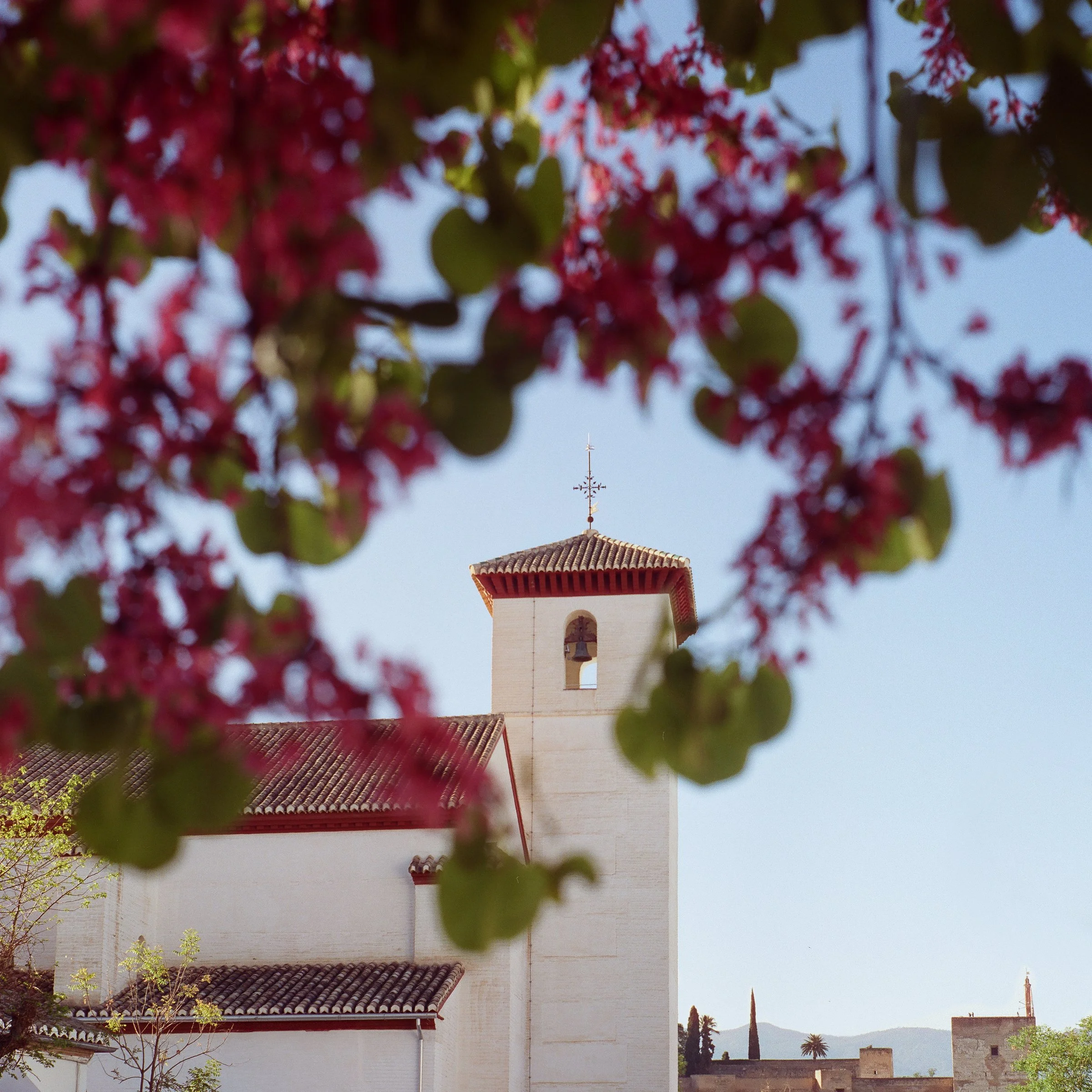 A white church tower seen through dark pink blossom