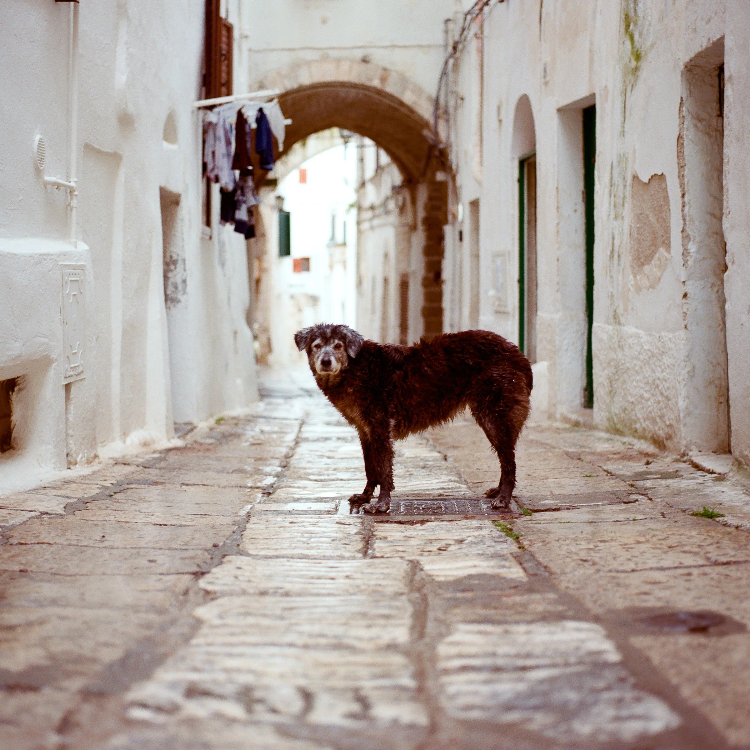A shaggy dog stands on a white stone street under an arch