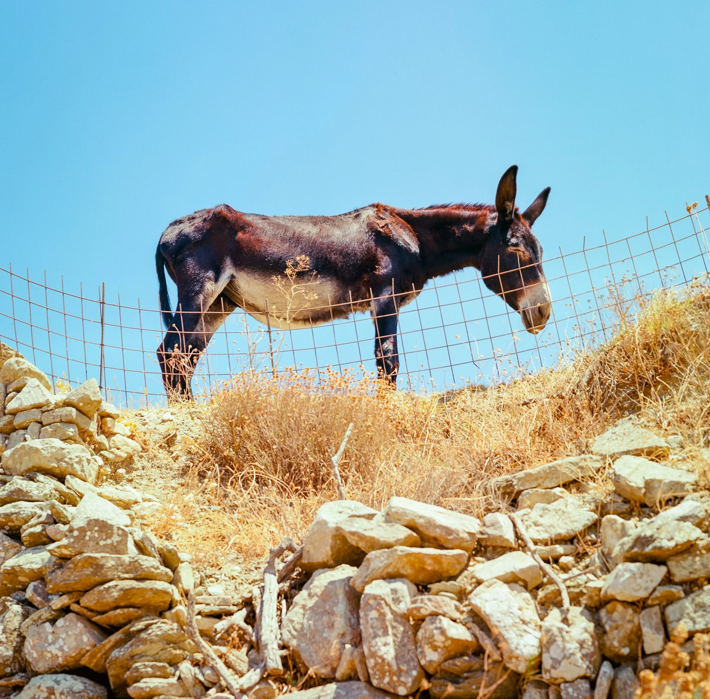 A donkey stands on a dry stone wall against a deep blue sky