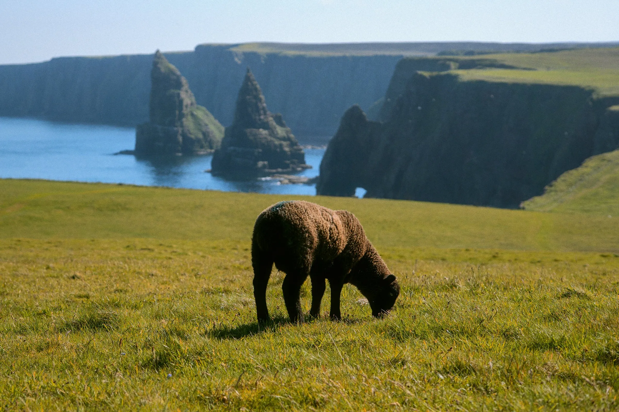 A black sheep grazing on a clifftop above the Duncansby sea stacks