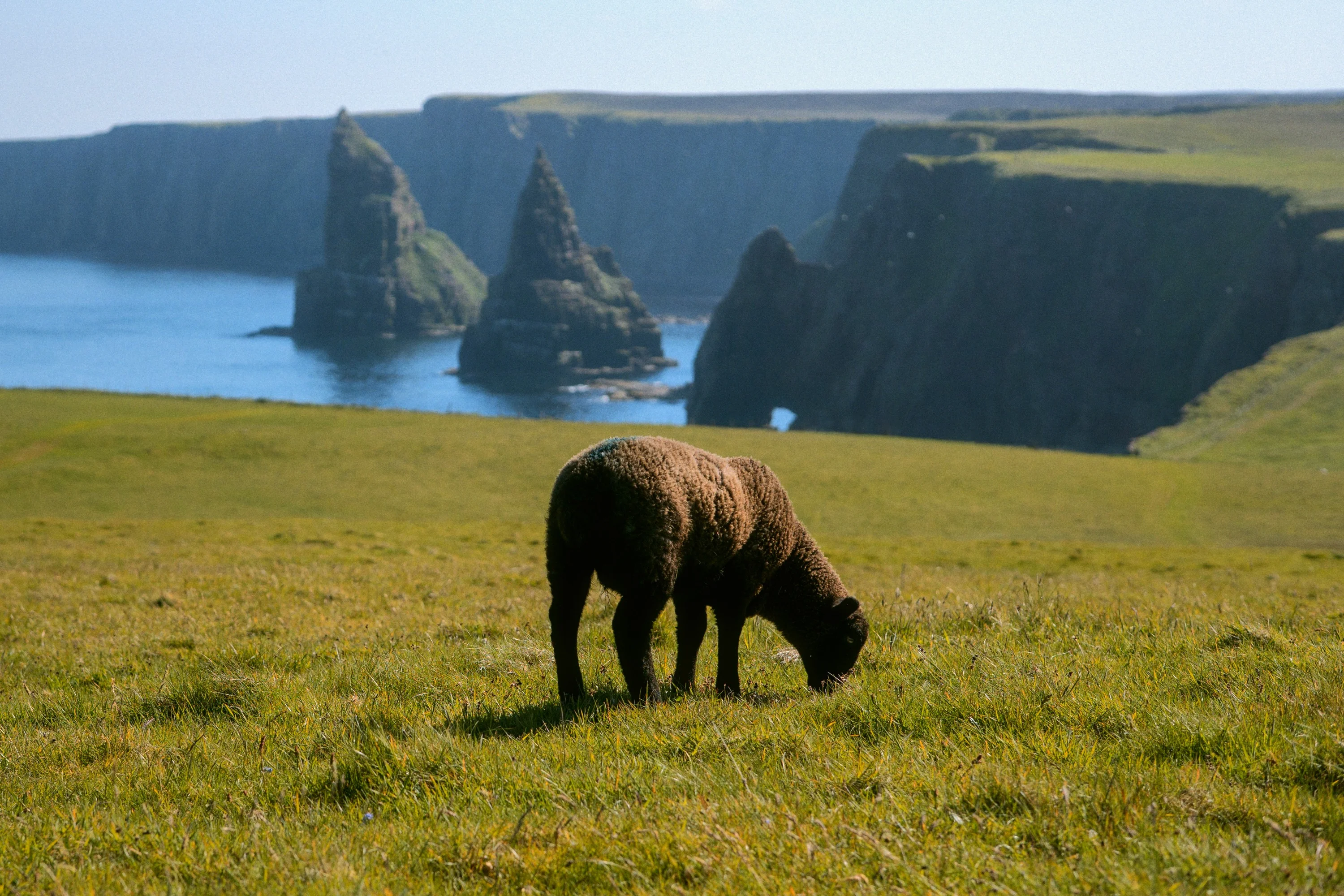 A black sheep grazing on a clifftop above the Duncansby sea stacks