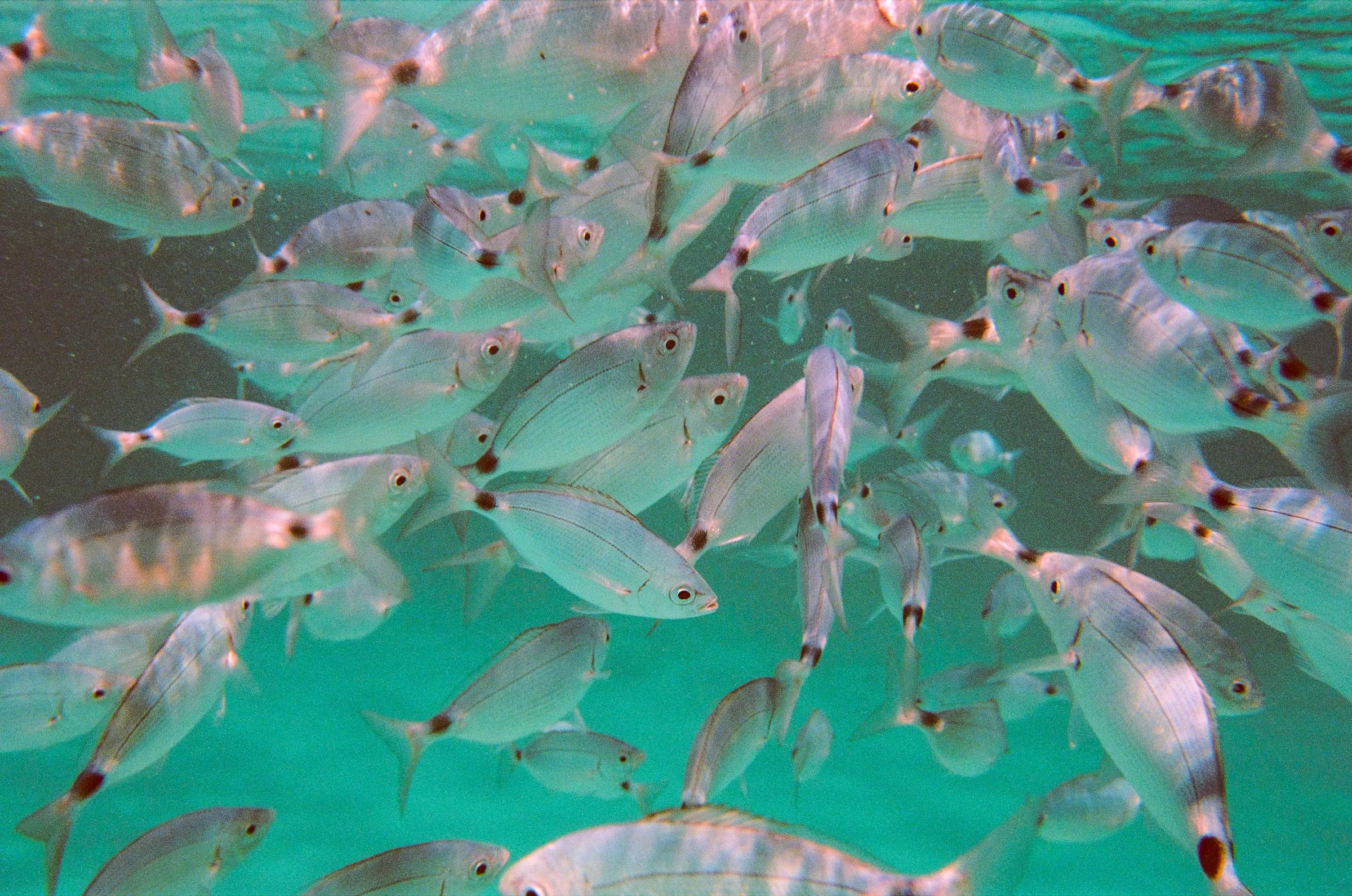 A shoal of silver fish swimming through green, sunlit water