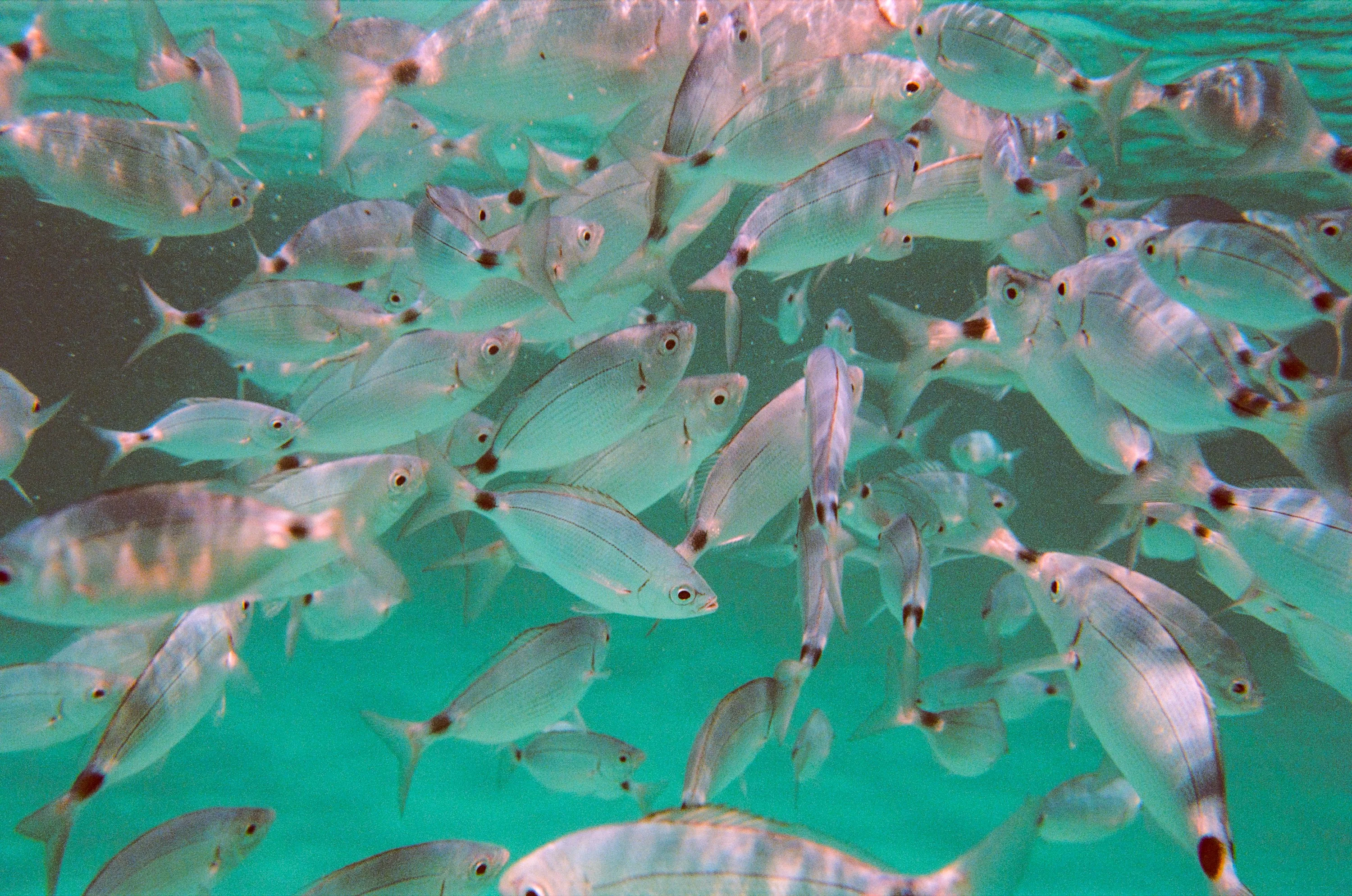 A shoal of silver fish swimming through green, sunlit water