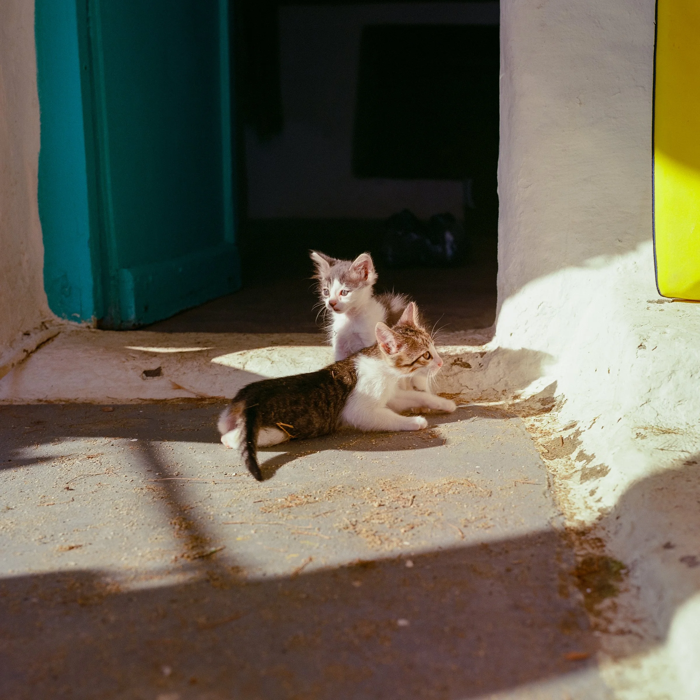 Two kittens resting in a sunlit doorway