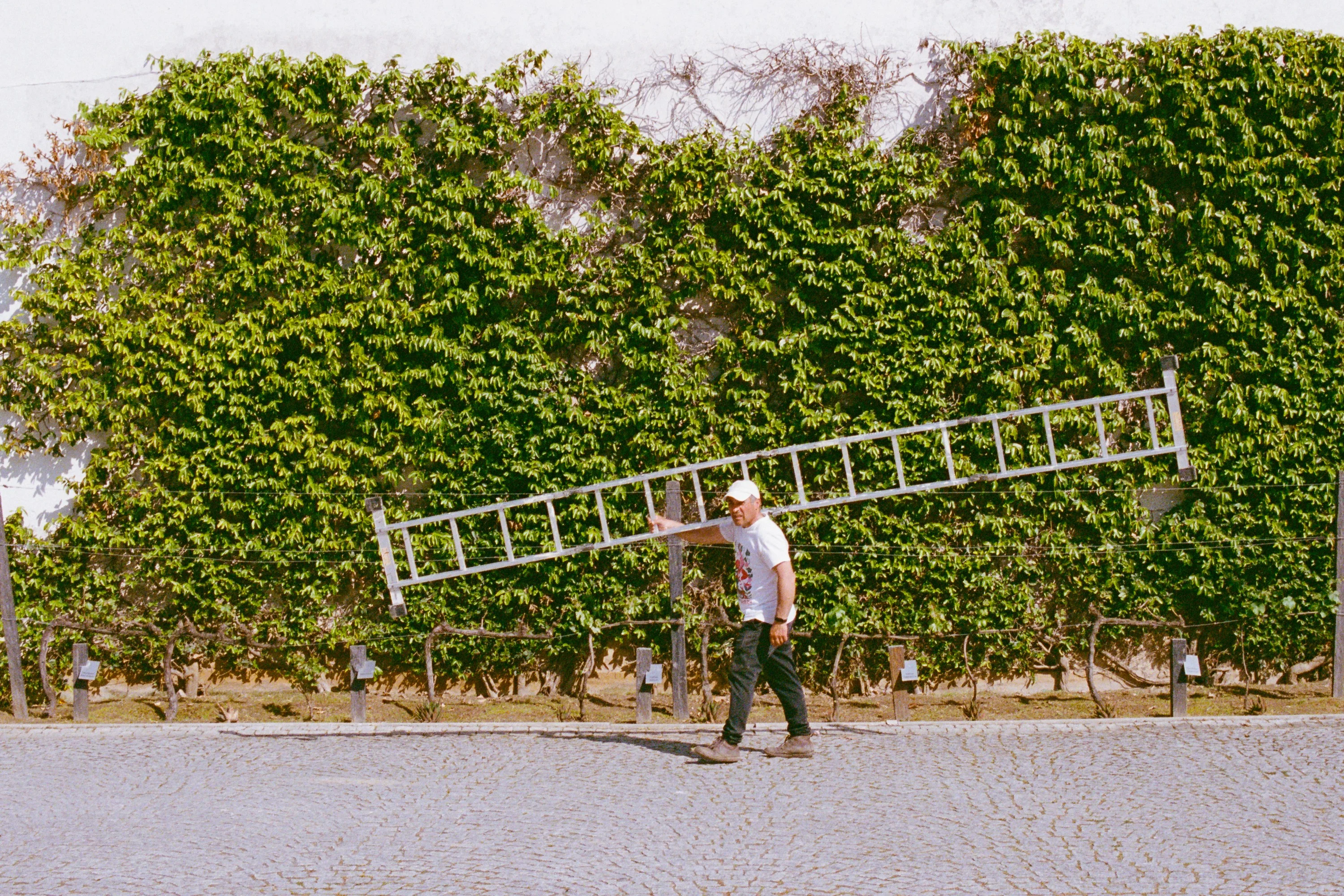 A man carries a long ladder past a wall covered in ivy