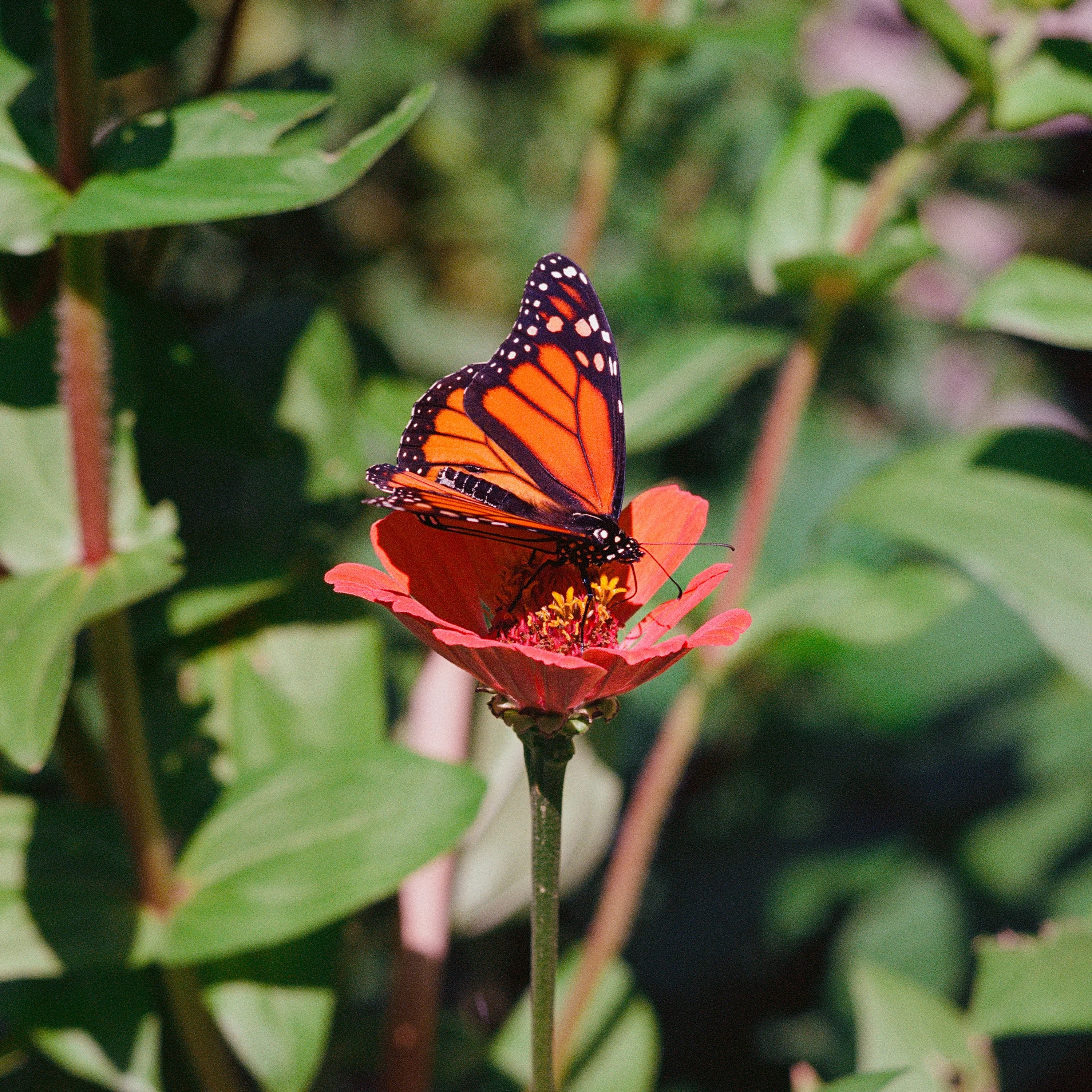 A monarch butterfly on a red zinnia