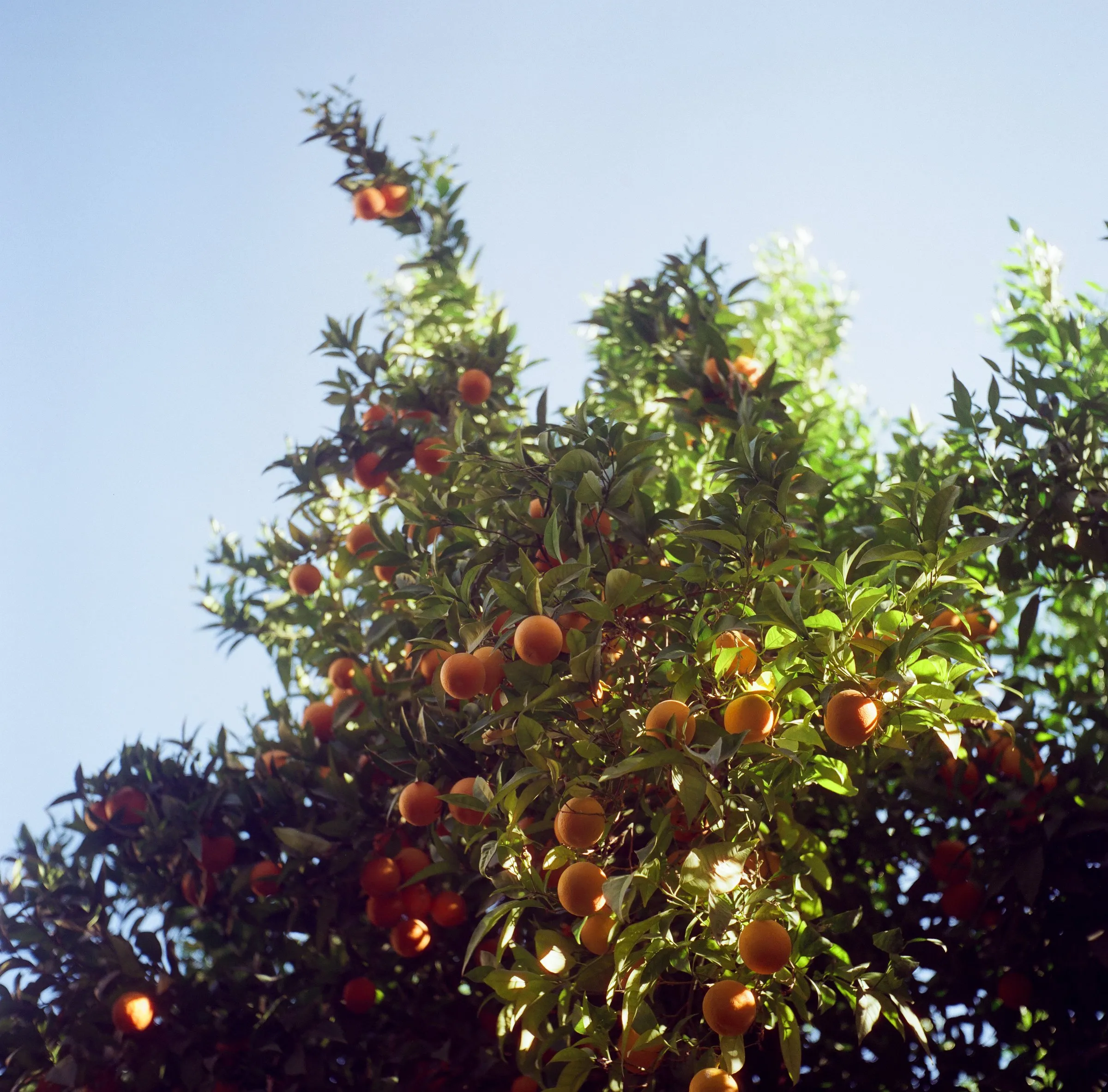 An orange tree heavy with fruit against a clear blue sky