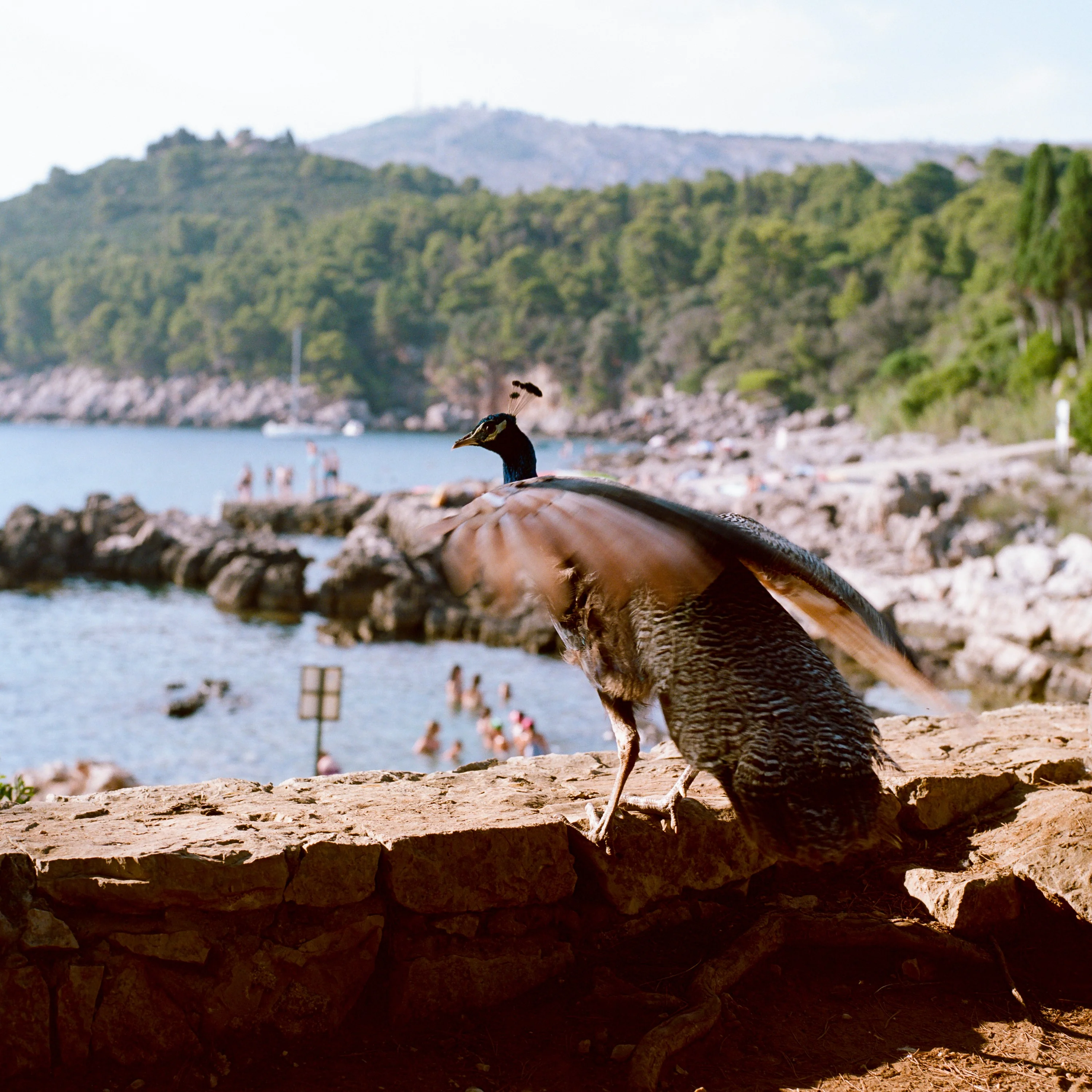 A peacock on a stone wall above swimmers in a rocky cove