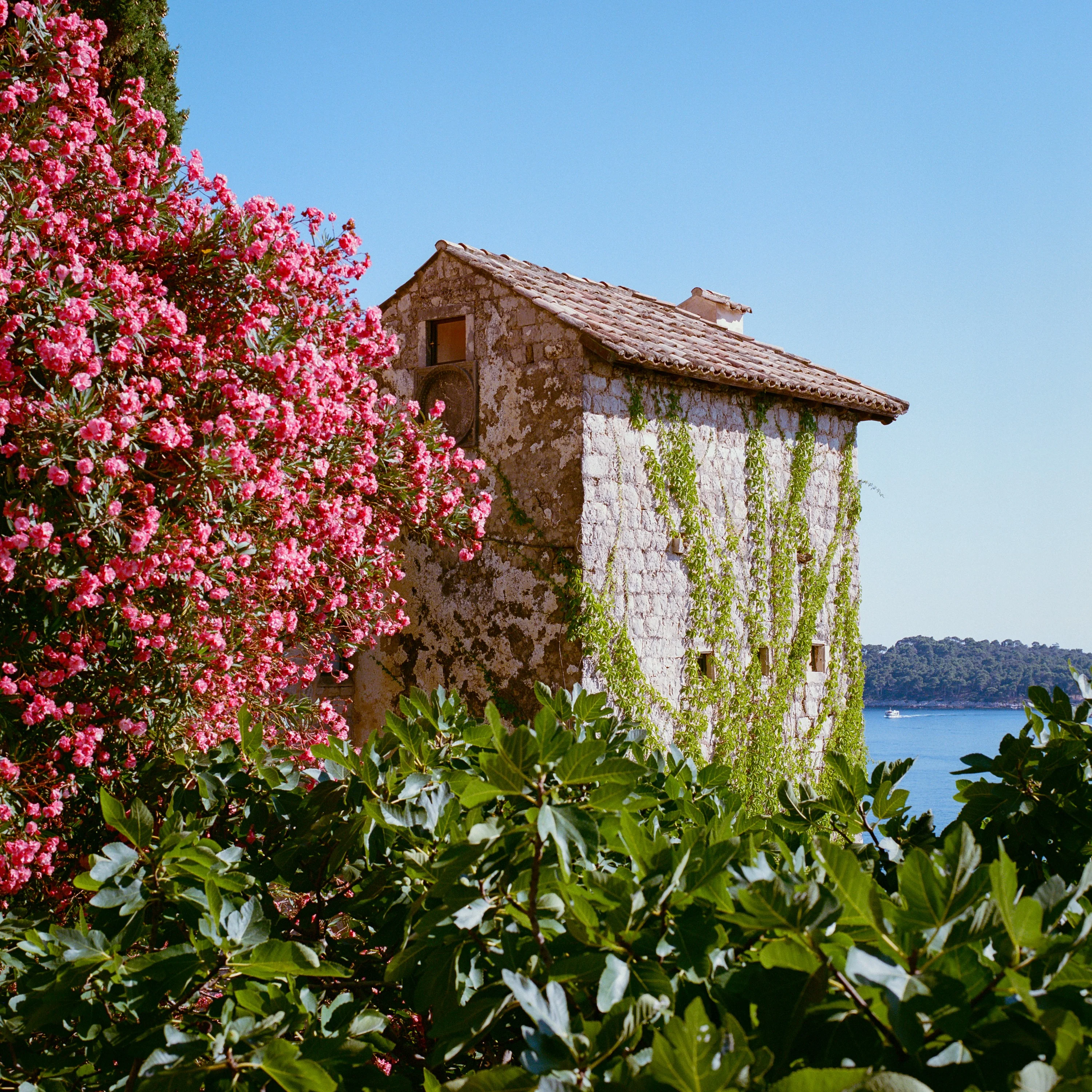 Pink oleander in front of an old stone house by the sea