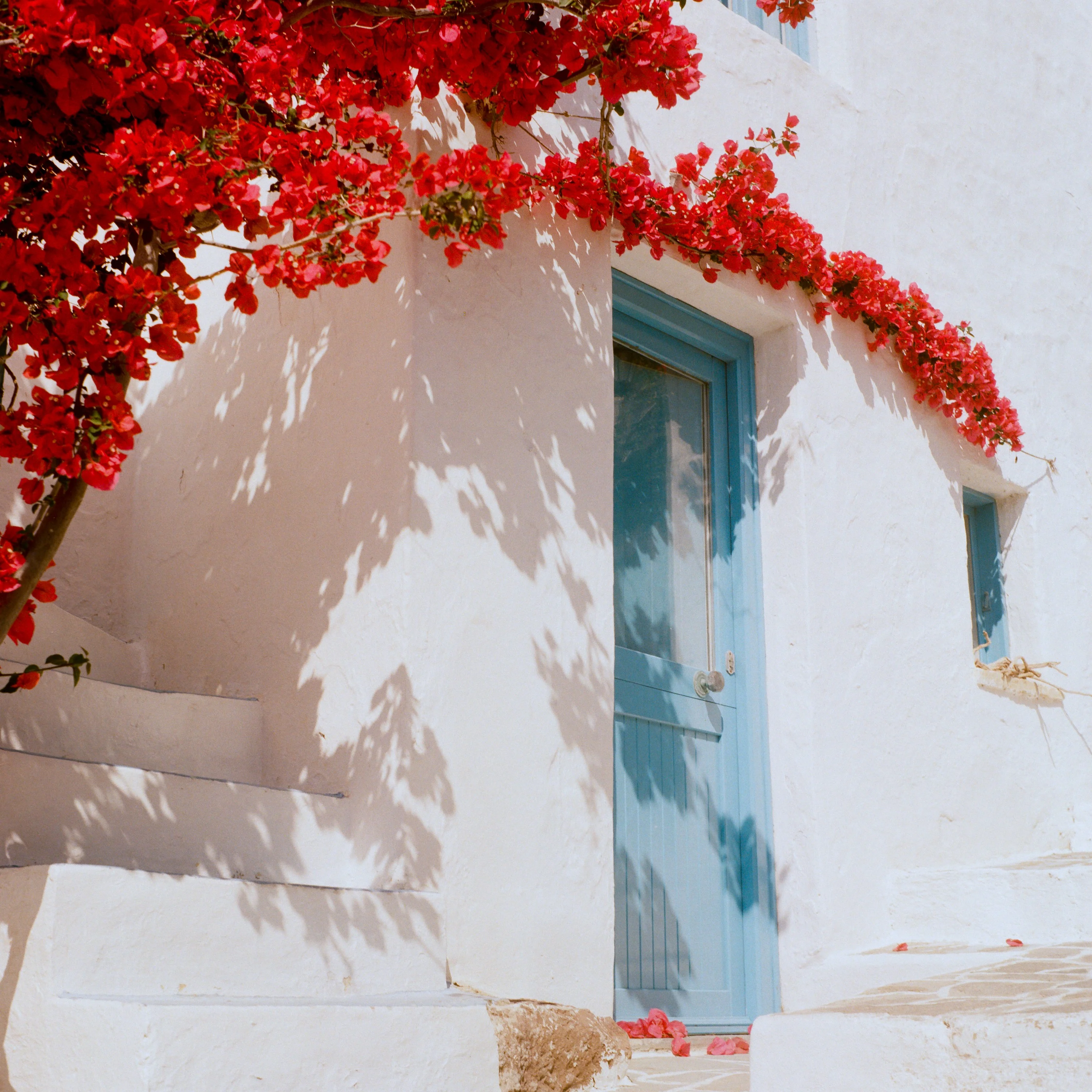 Red bougainvillea over a pale blue door in a white wall