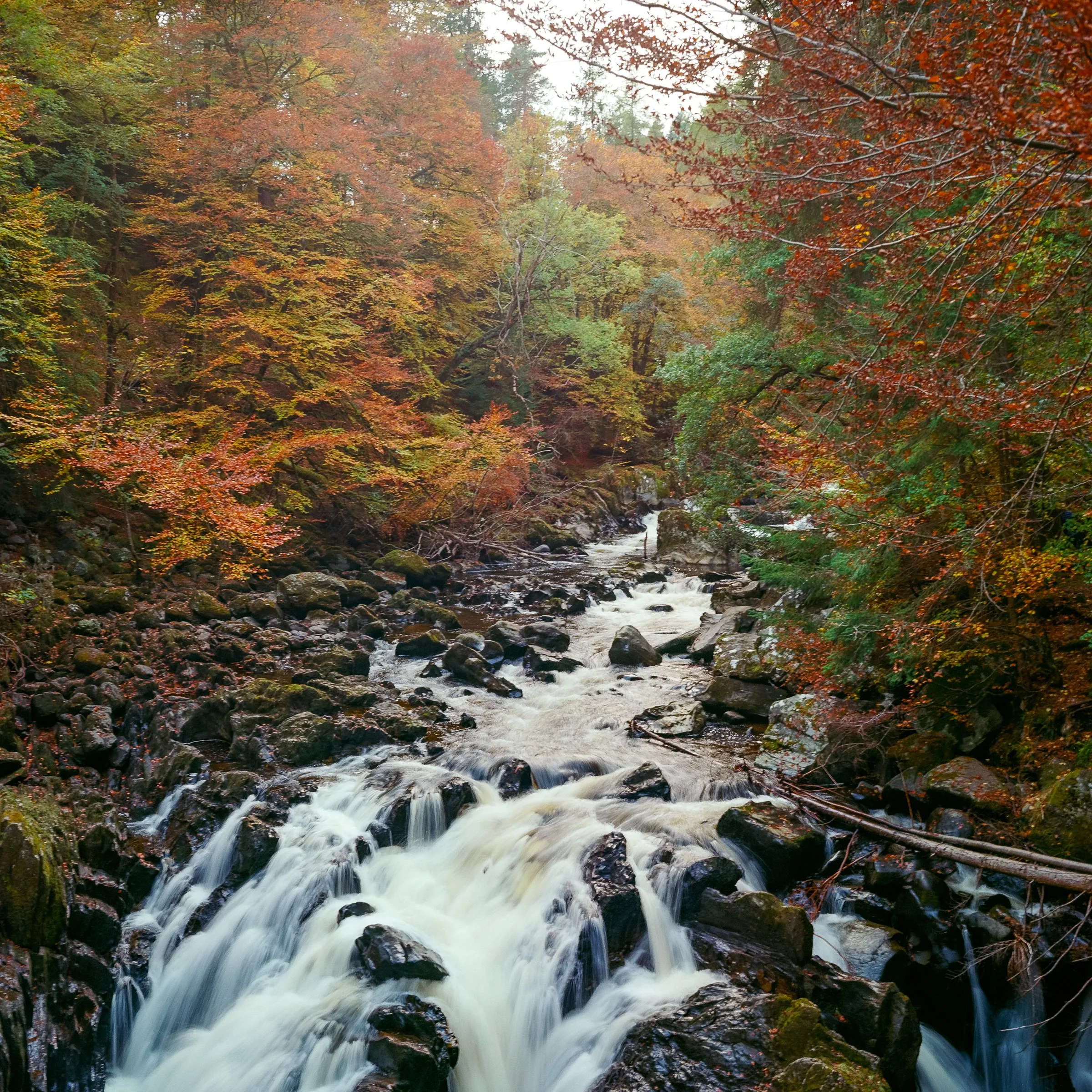 White water running over dark boulders under autumn beech trees