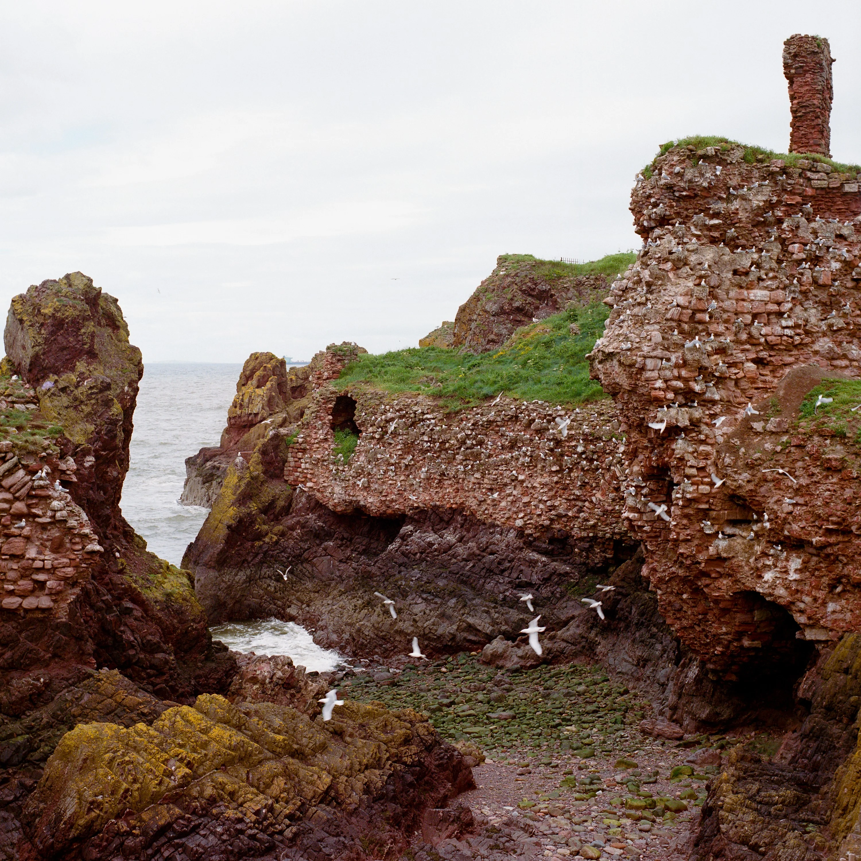 Red sandstone sea stacks and grassy cliffs, gulls below