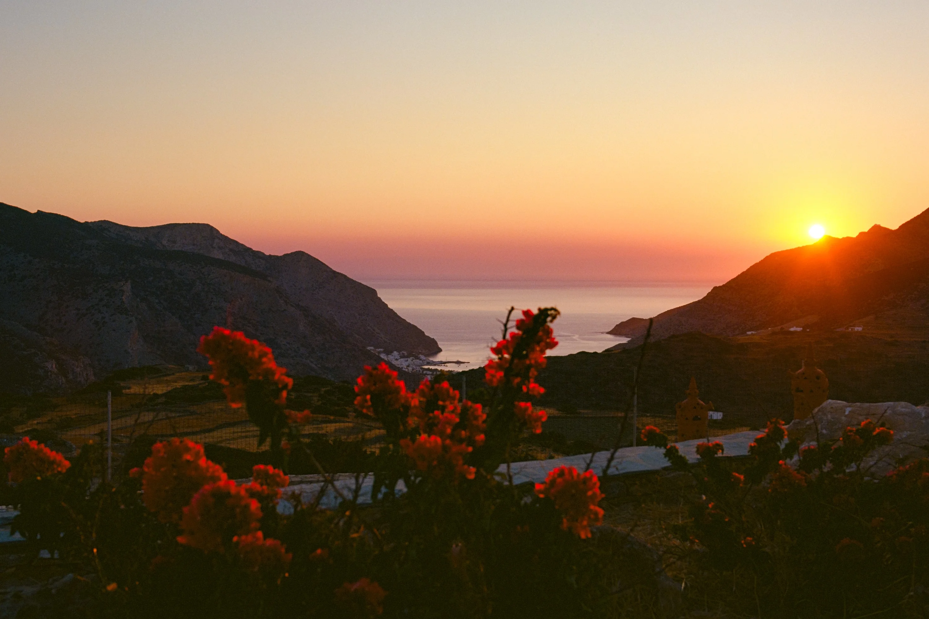 The sun setting between hills over the sea, red flowers in the foreground
