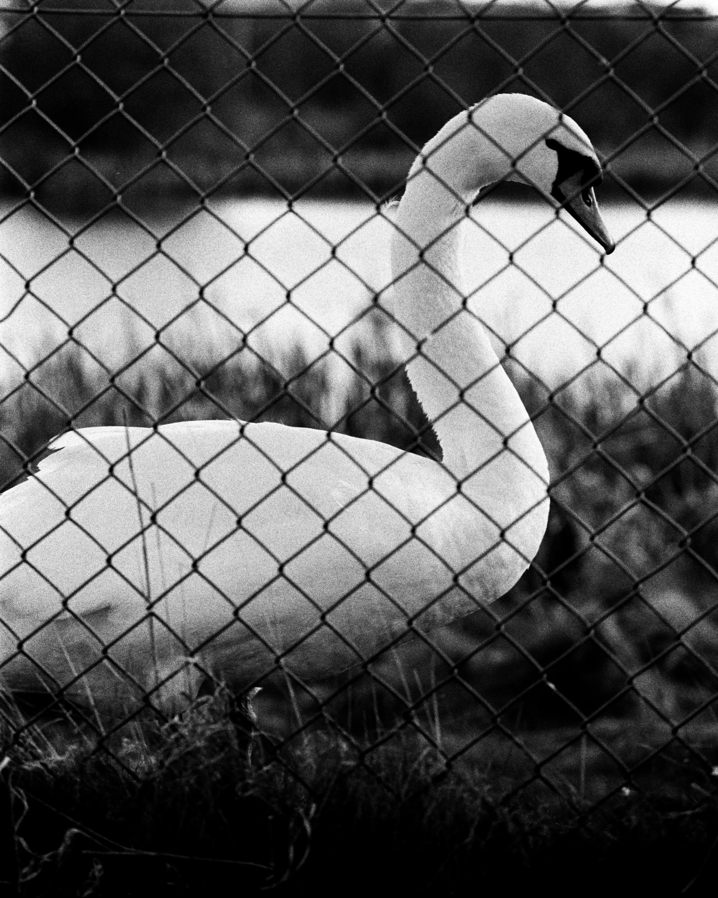 Black and white: a swan behind a wire fence