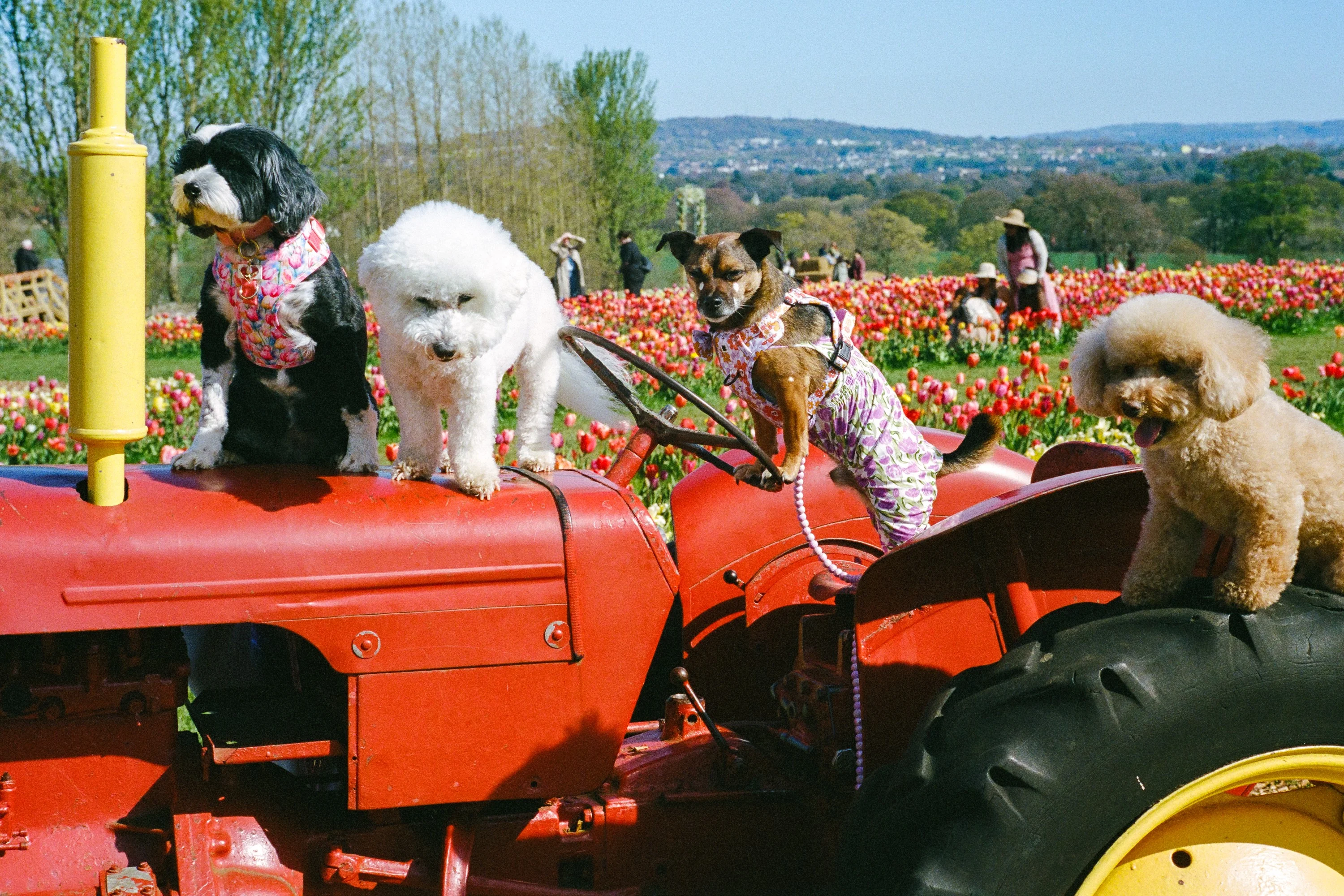Small dogs in jumpers posing on a red tractor in a tulip field