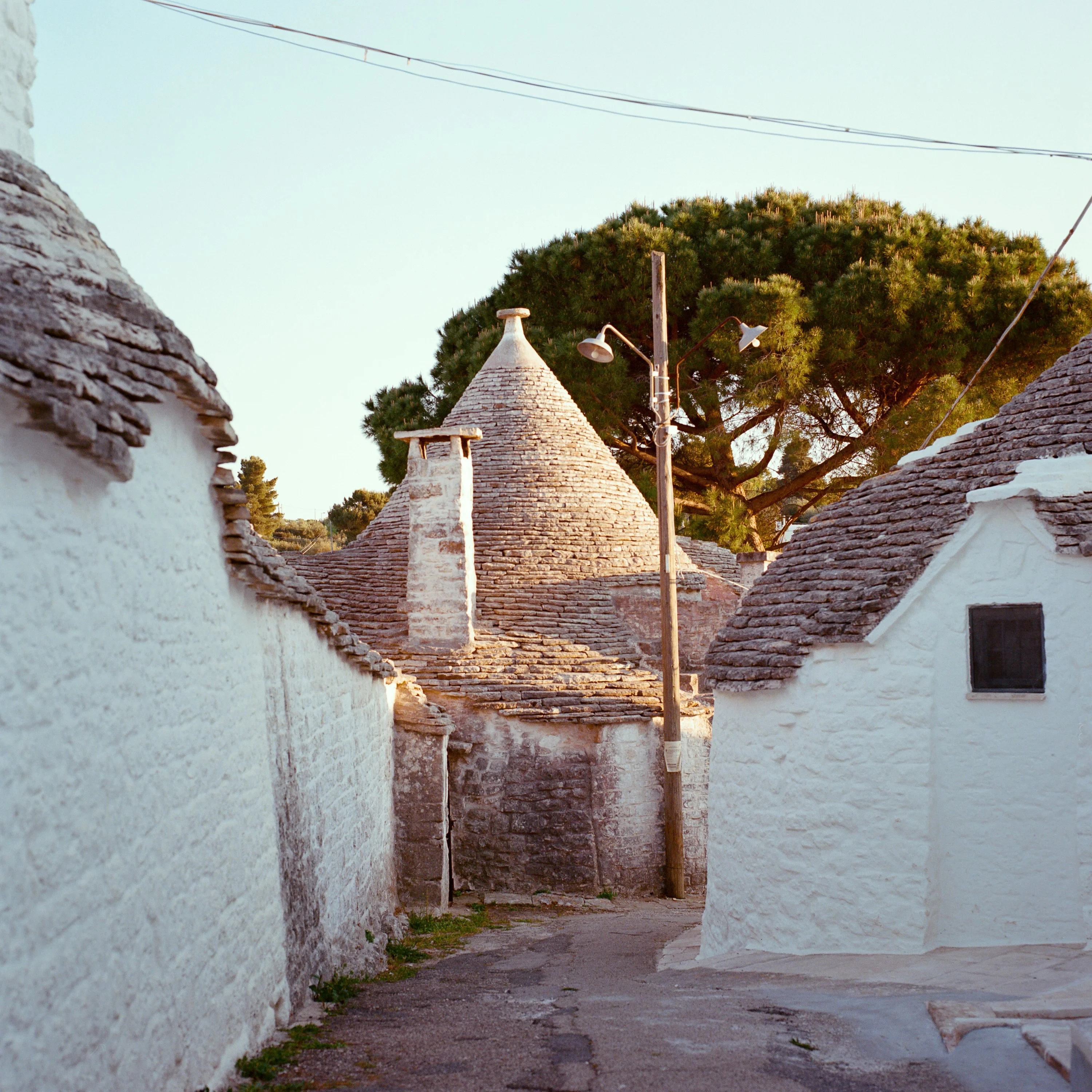 A narrow street of trulli with cone roofs, pines behind