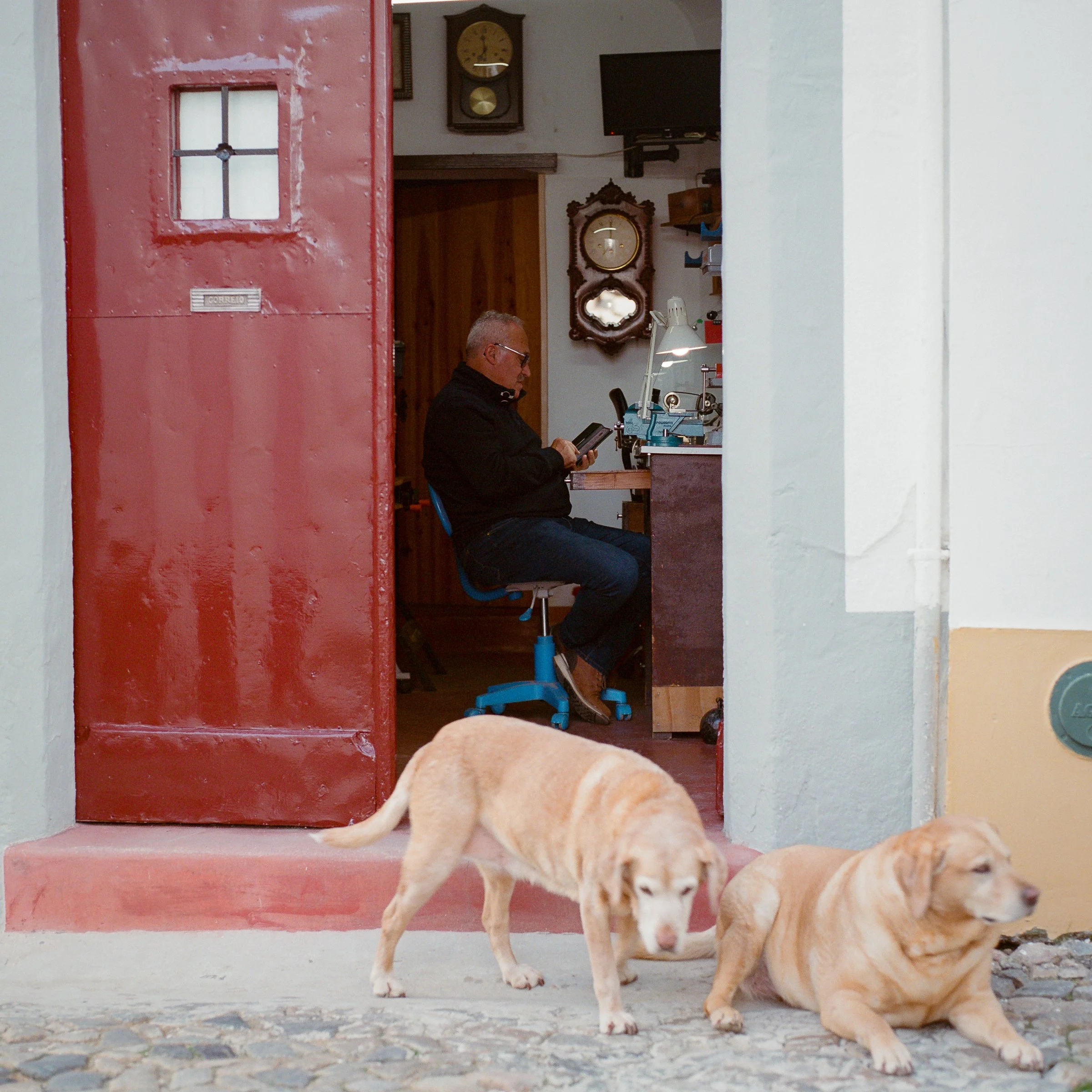 Two labradors on a step beside a red door, a man inside