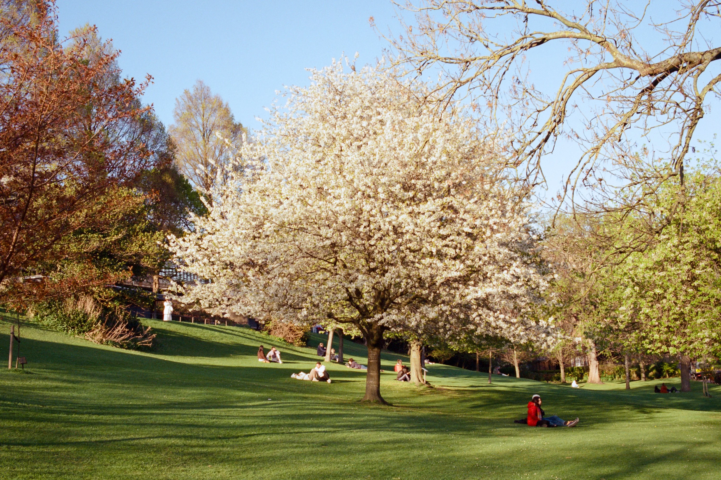 A white blossom tree on a lawn in spring sunshine