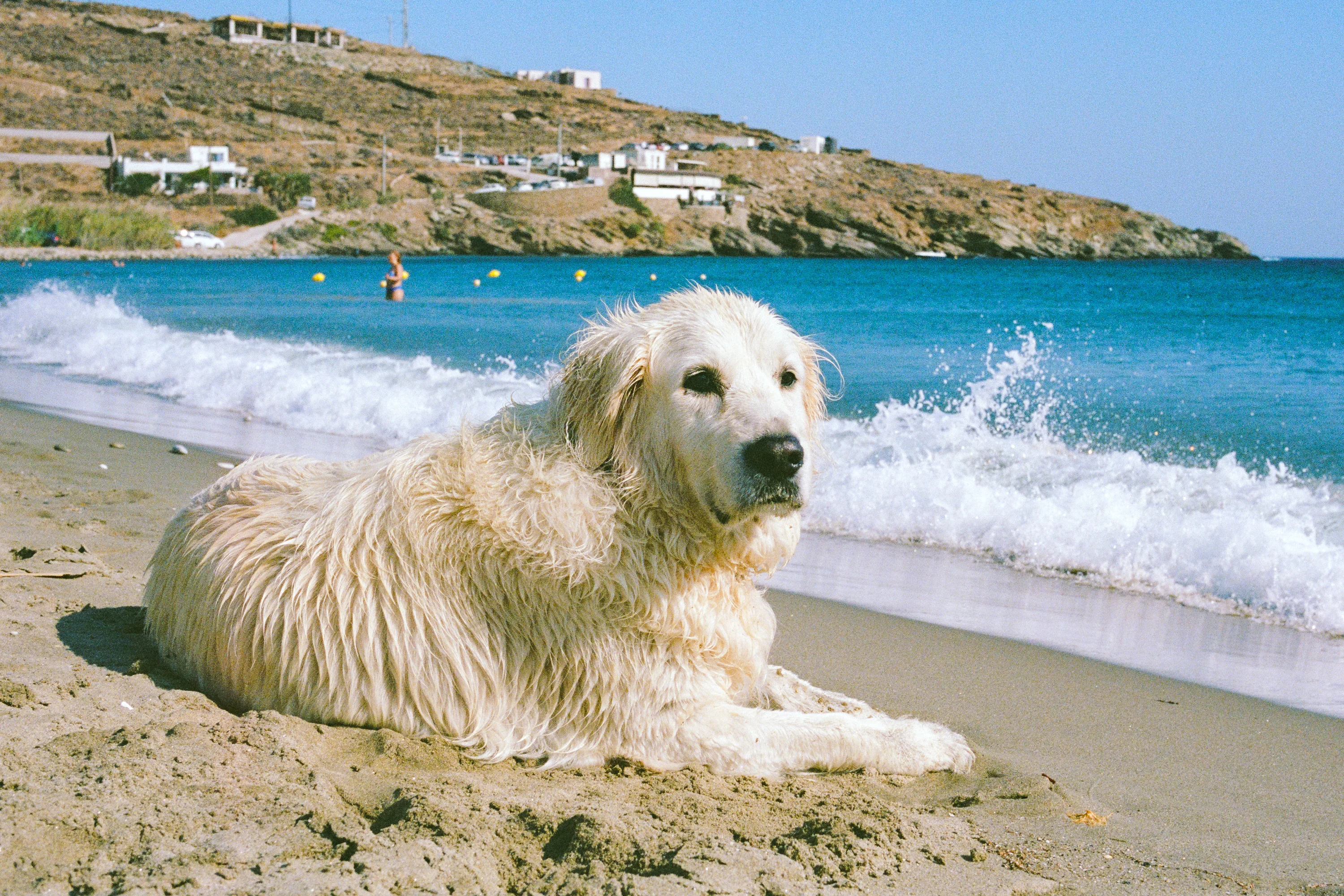 A big white shaggy dog lying on the sand as a wave breaks behind it