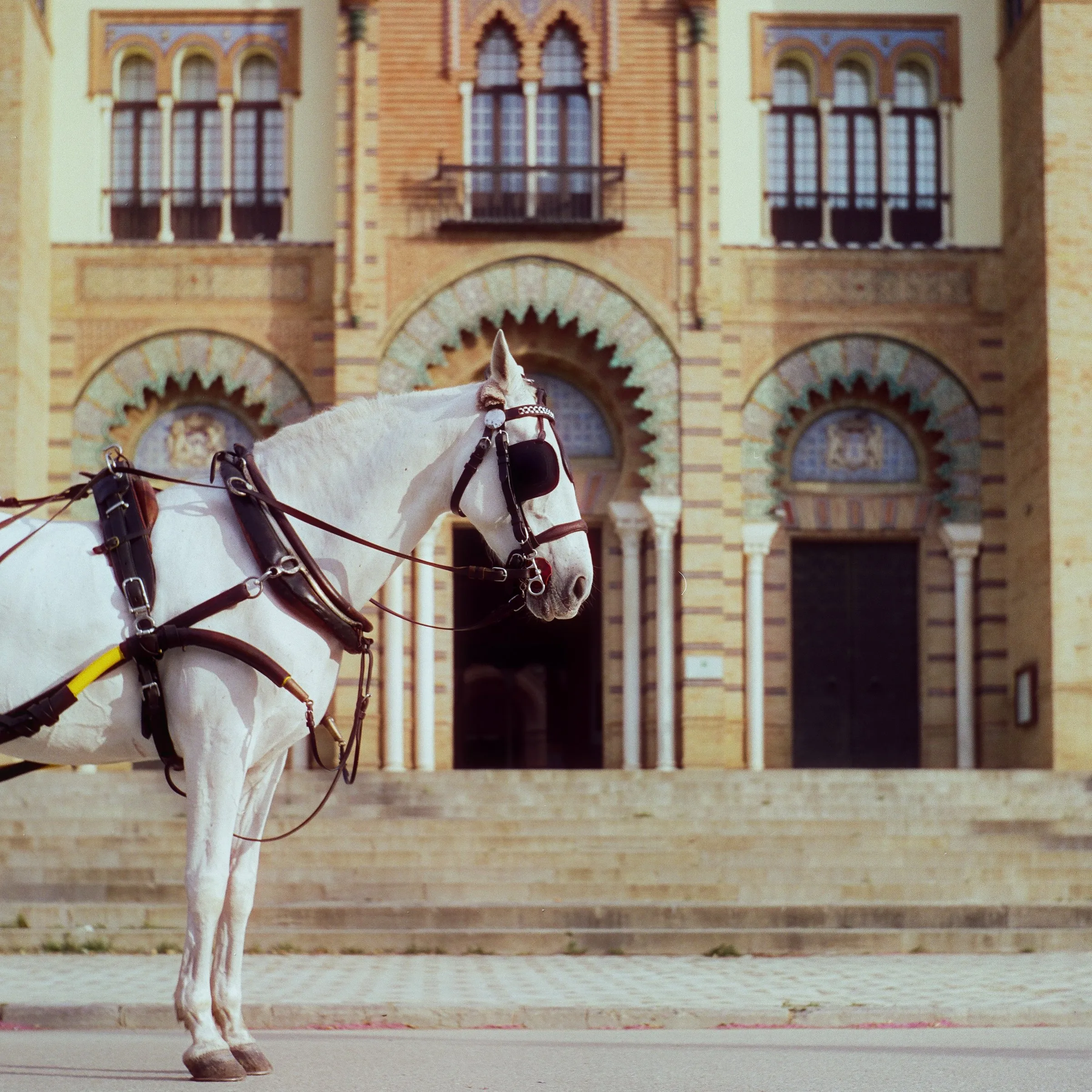 A white horse in harness in front of a brick building with ornate arched windows