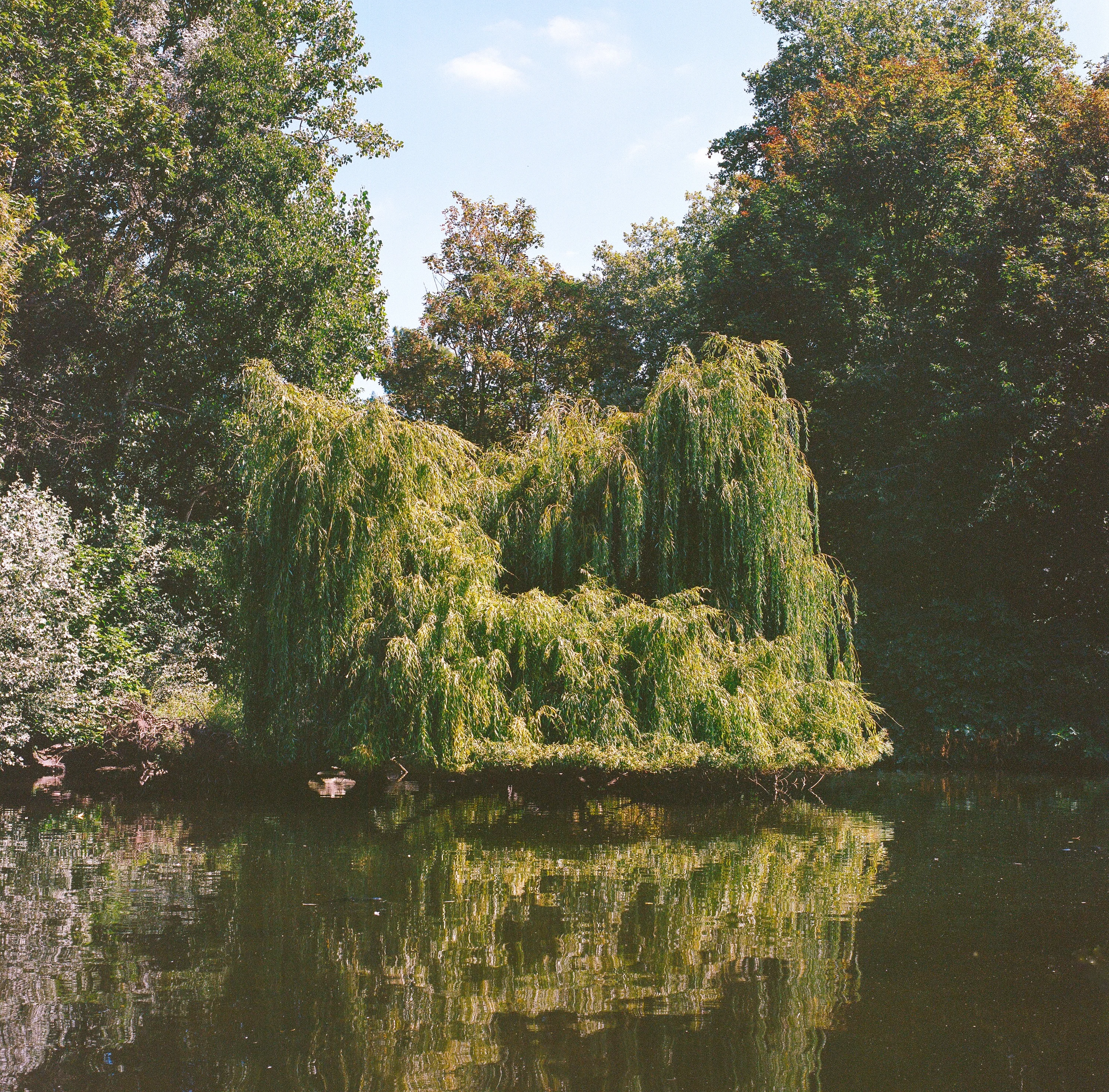 A weeping willow reflected in a still green pond