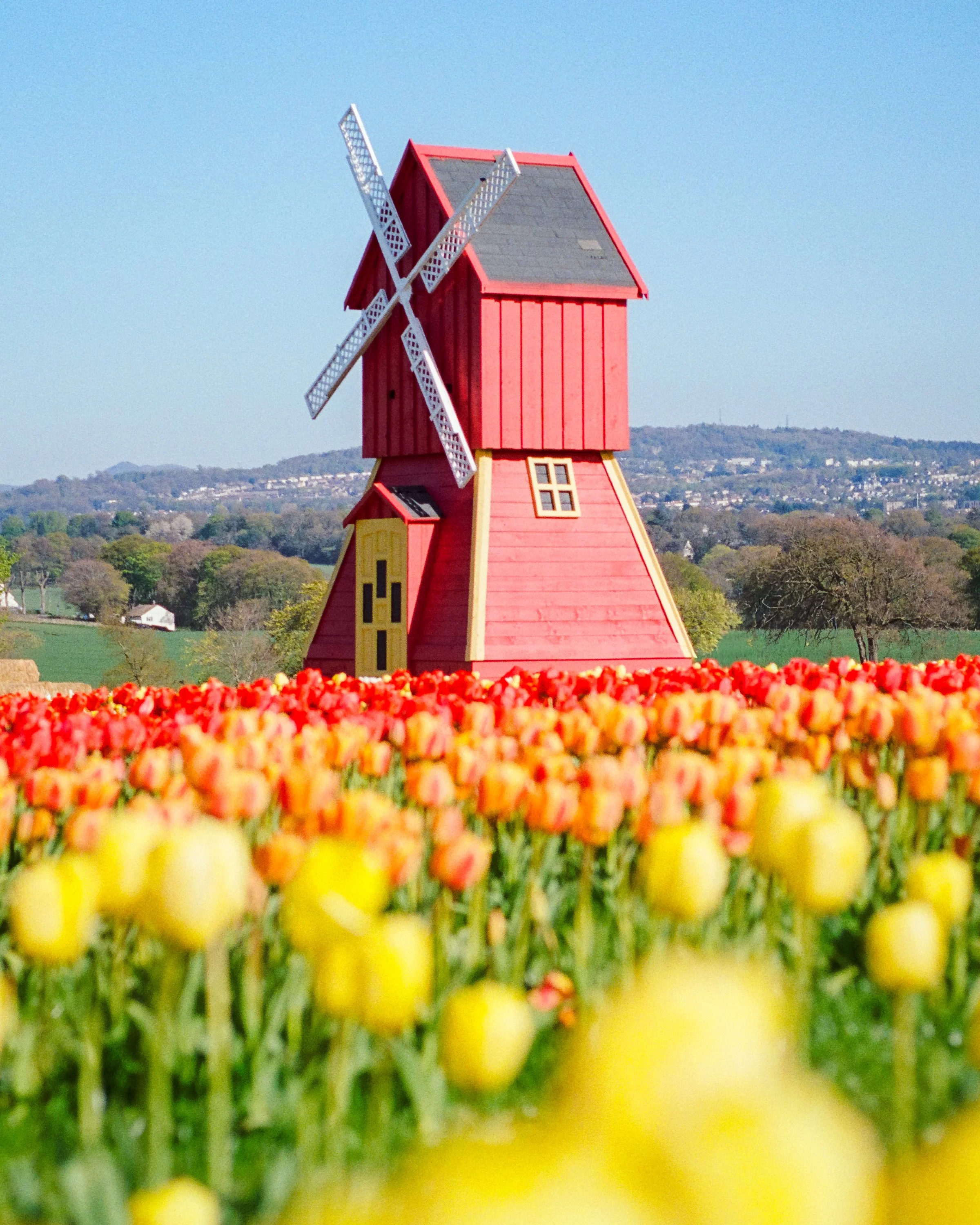 A red windmill above a field of yellow and red tulips