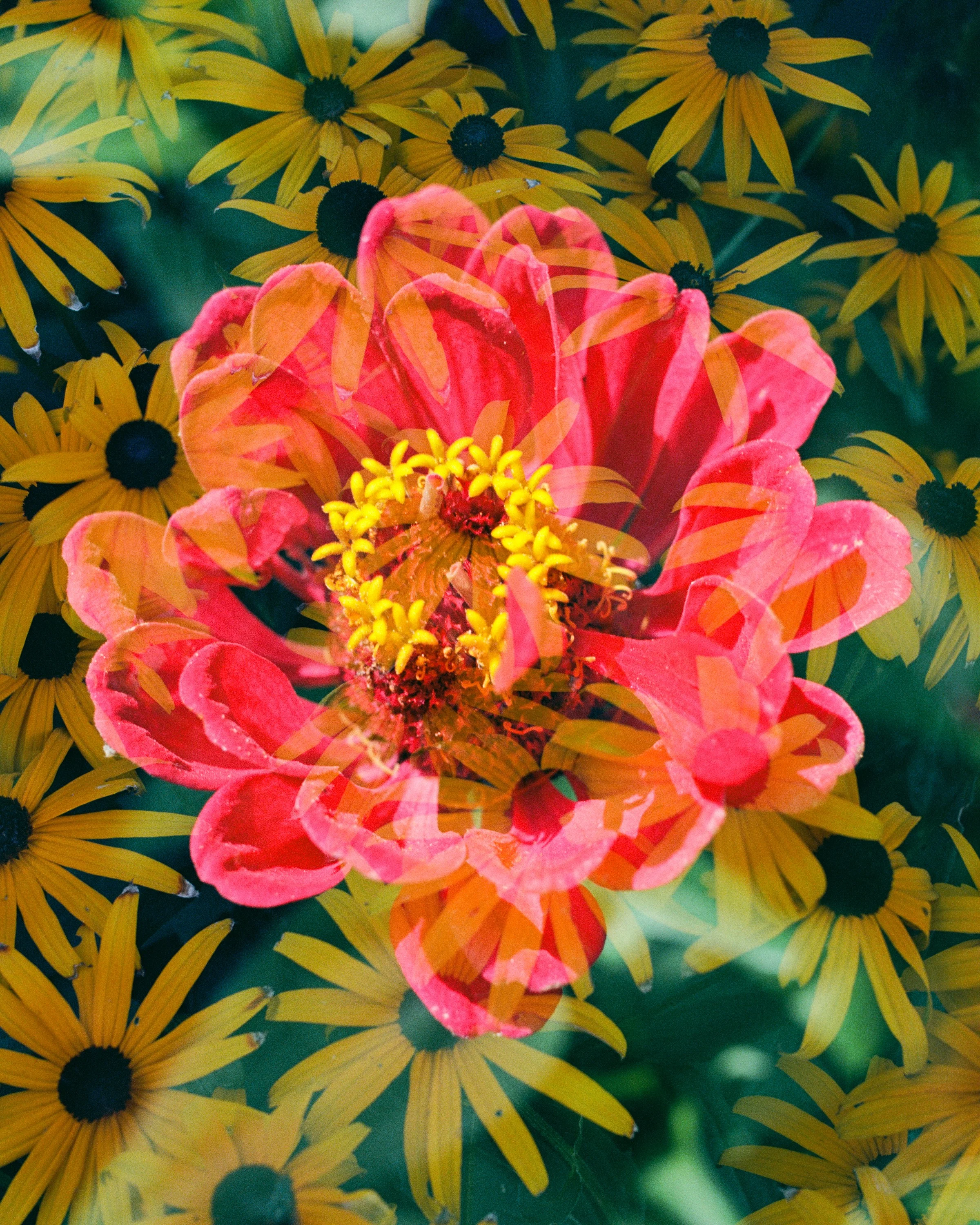 A pink zinnia among yellow flowers